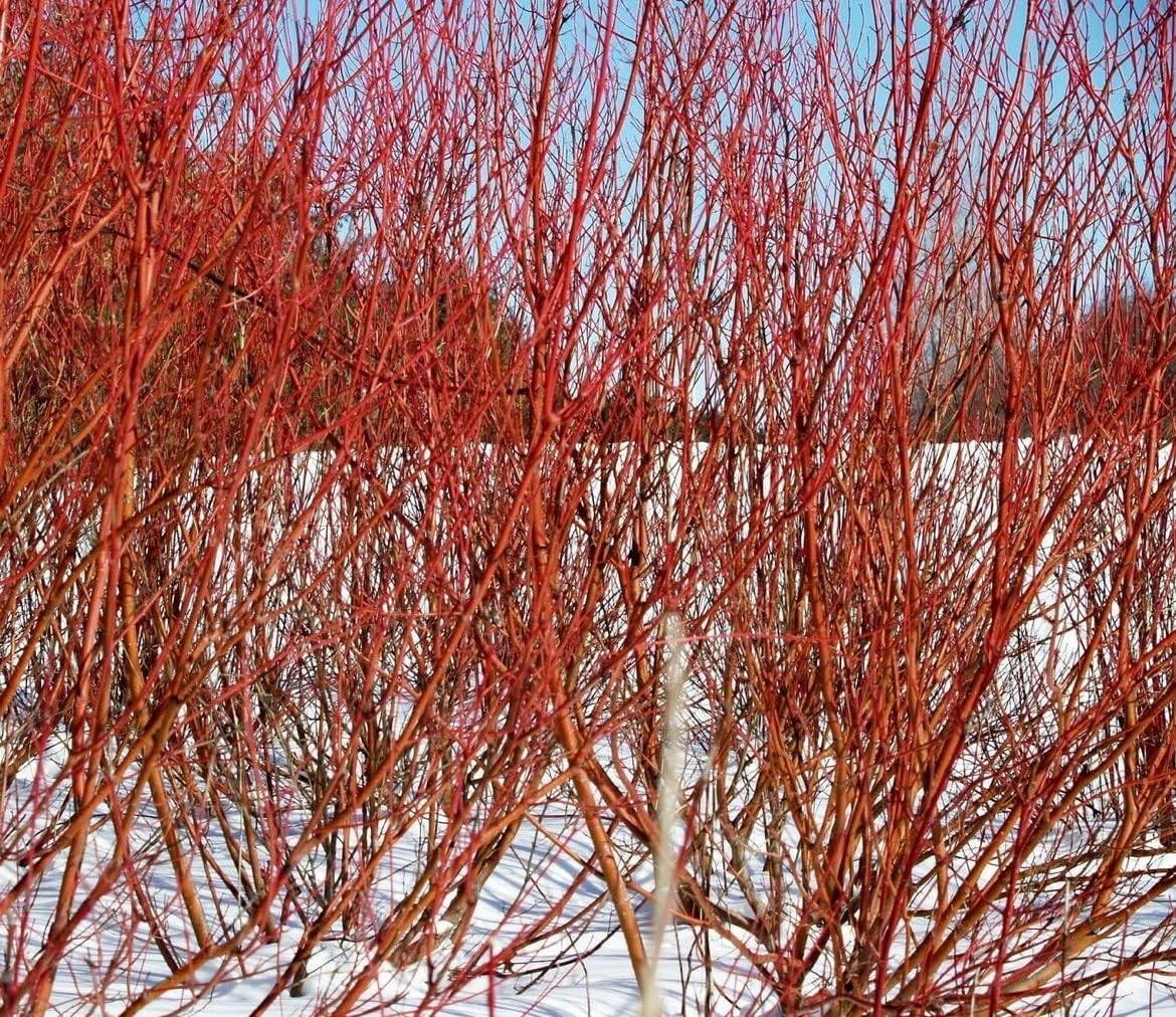 Red Twig Dogwood Shrub/Bush - (Red Osier) - 6-12" Tall - Quart Pot - Live Plant - Cornus sericea