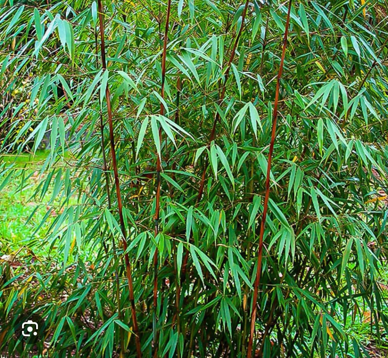 Live Plant - Scabrida Bamboo-fargesia-Rooted Plant-Clumping Non-Invasive-Cold Hardy-18-24โ