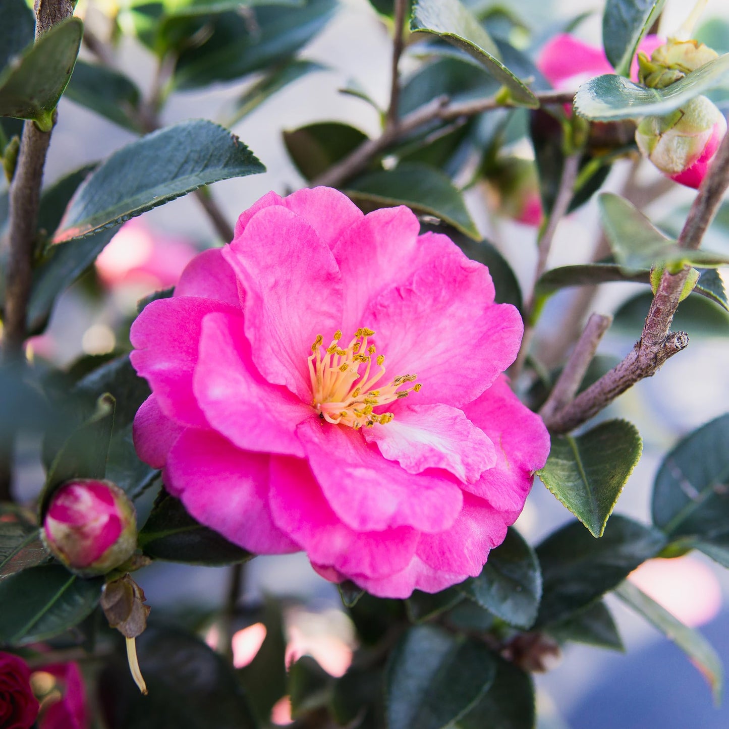 PERFECT PLANTS Shi Shi Camellia Shrub 1 Gal. Pot | Camellia sasanqua 'Shishi Gashira' | Pink Flowering Plant | Small Outdoor Tree | Spring Blooming Flowers