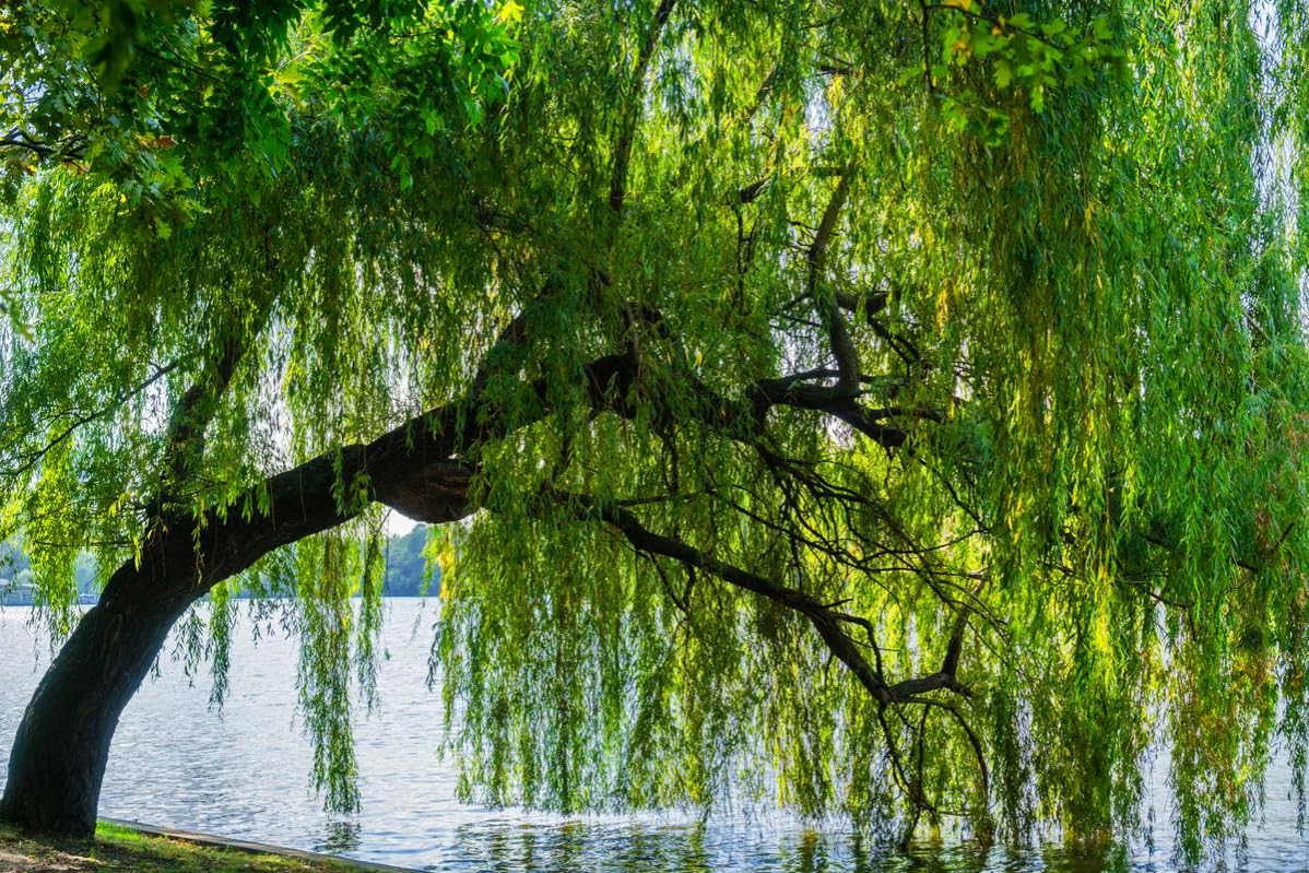 2 Weeping Willow Trees - 12-18" Tall Live Plants - Fast Growing Shade Trees - Salix Babylonica - (2 Pack)