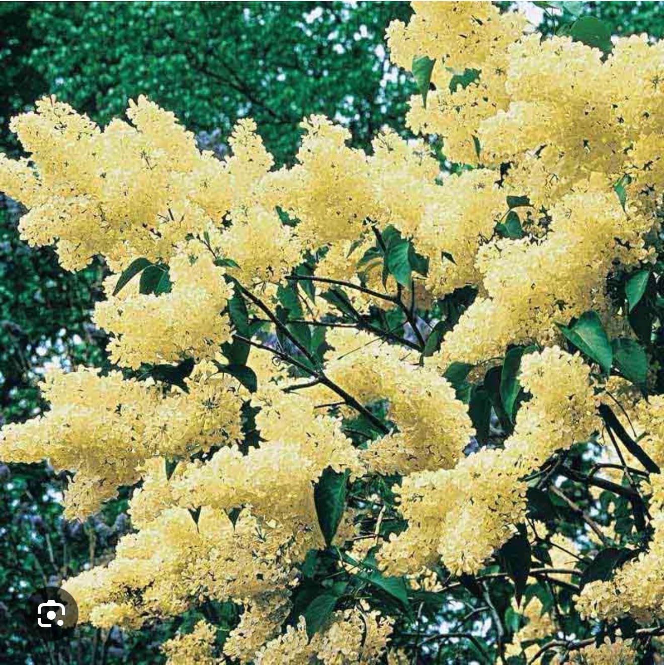 Live Plant - Primrose LilacSyringa VulgarisSmall Well Rooted Starter Plant4-8โ Tall