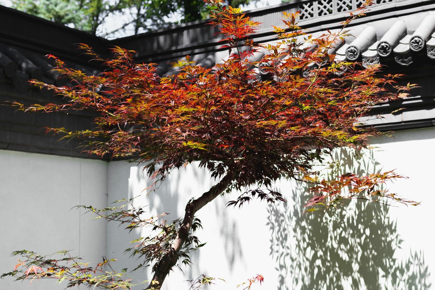 Live Plant - Bloodgood Japanese Maple Tree - 24-36" Tall, Gallon Pot - 2-3 Ft Tall Live Plant