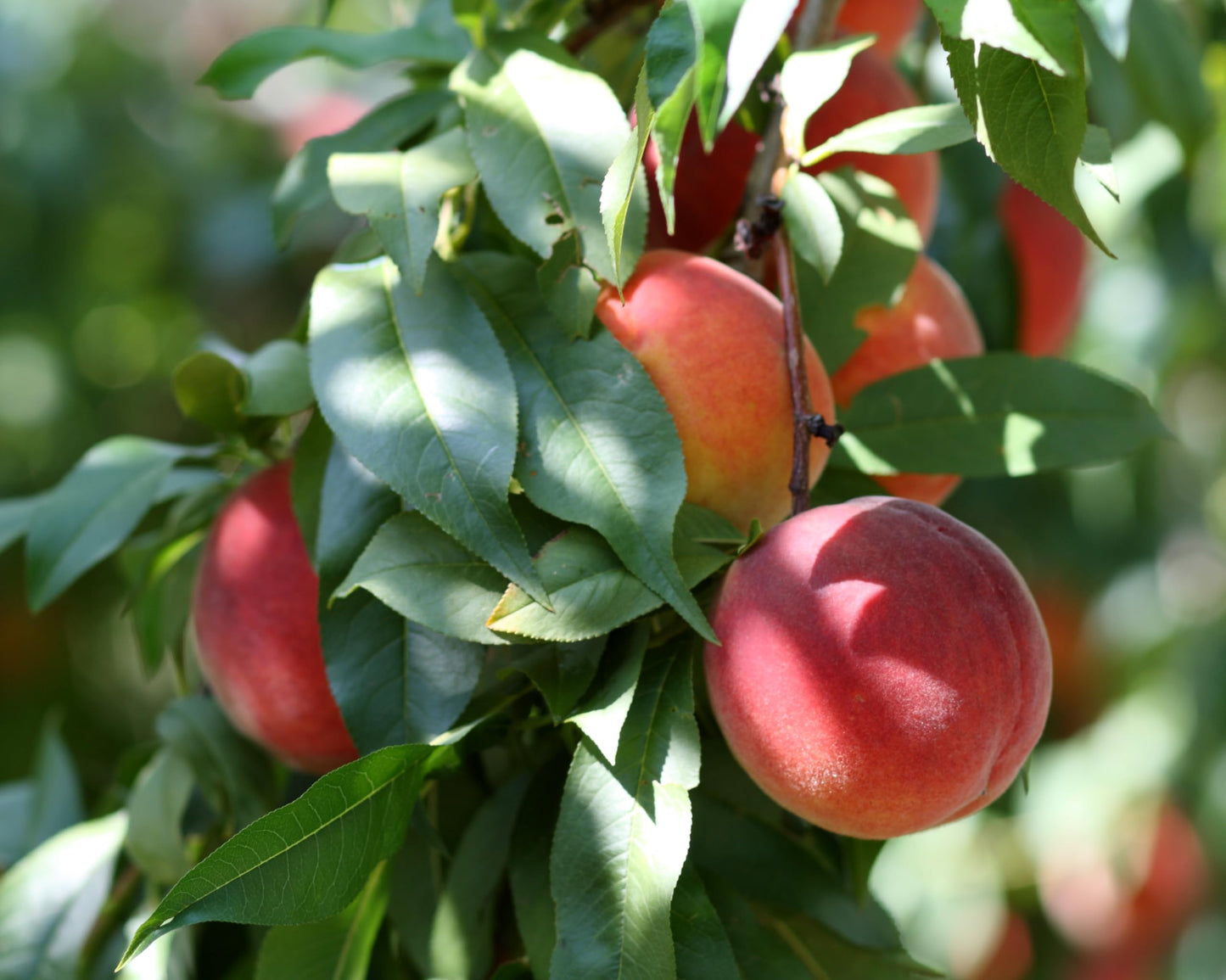 Florida Glo Peach Tree - Low Chill Hours - Self Pollinating Live Fruit Plant Shipped 2 to 3 Feet Tall by DAS Farms