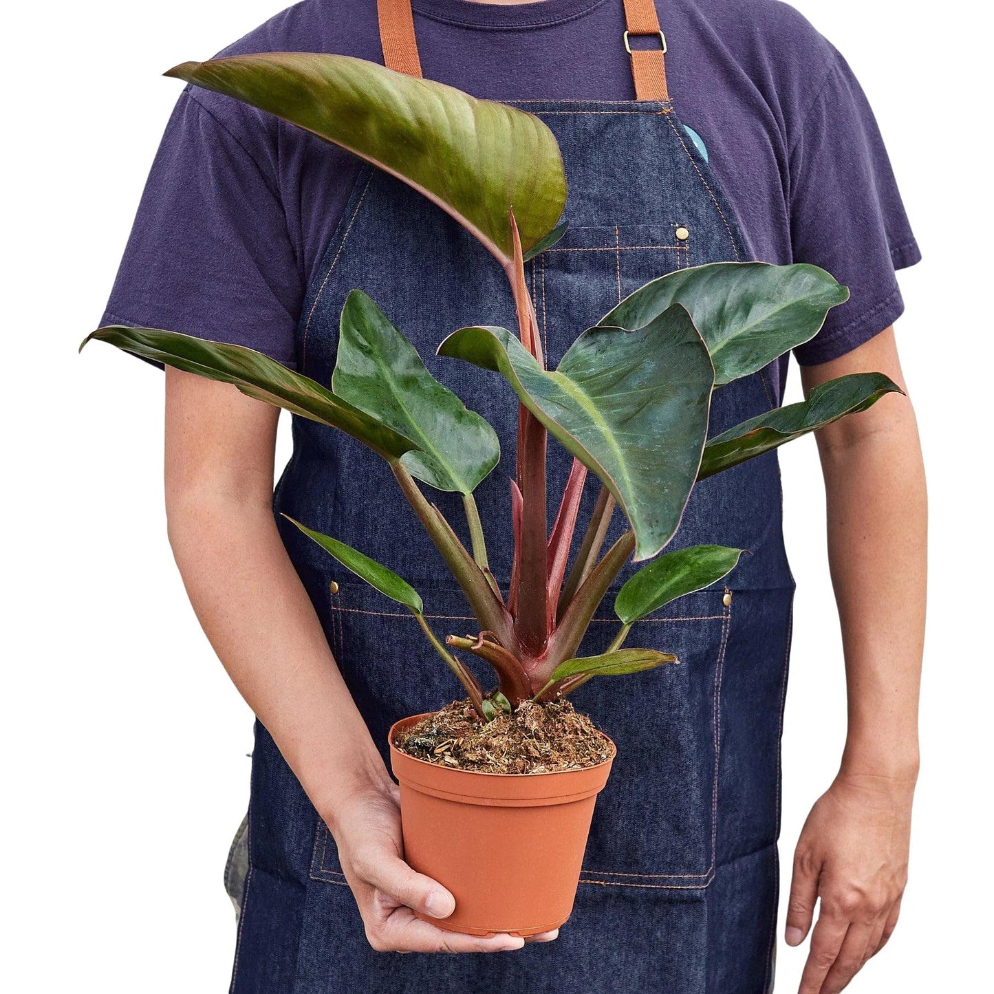 Philodendron 'Congo Rojo' in 4in Pot - Live Plants Tropical Houseplants | Variegated | USA Growers | The Snobby Leaf