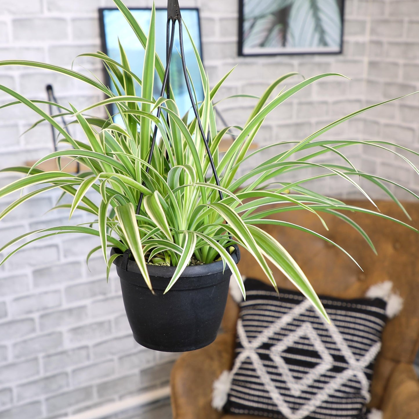 Live Spider Plant in 6" Hanging Basket with Detachable Hook, Pet Friendly Houseplant for Home or Office, Unique Seasonal Varieties, Real Easy to Grow Houseplants by Plants for Pets