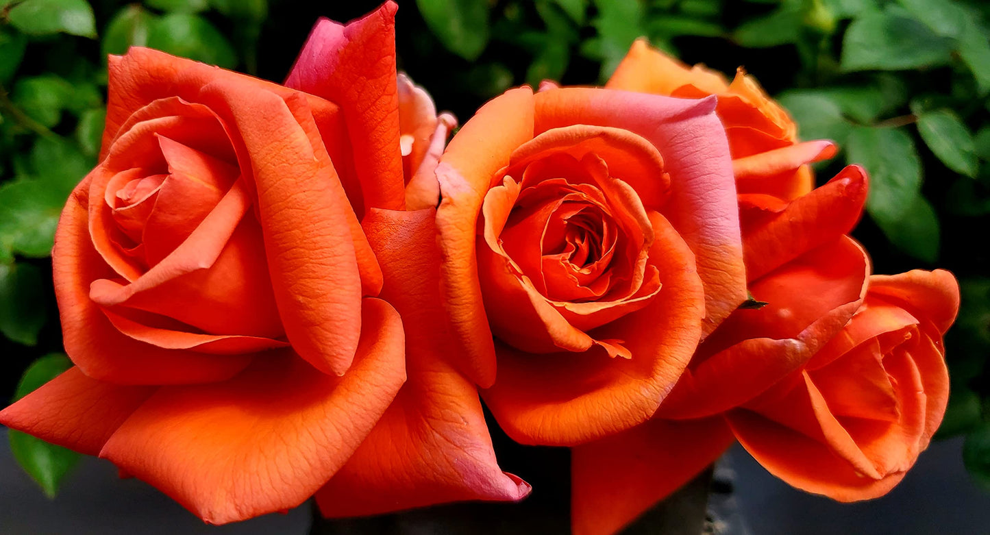 Ma Cherie Roses - Royal Dane Rose Bush Ready to Plant, 2 Quart Potted Live Rose Plant, Apricot Orange Rose, Plant Gifts