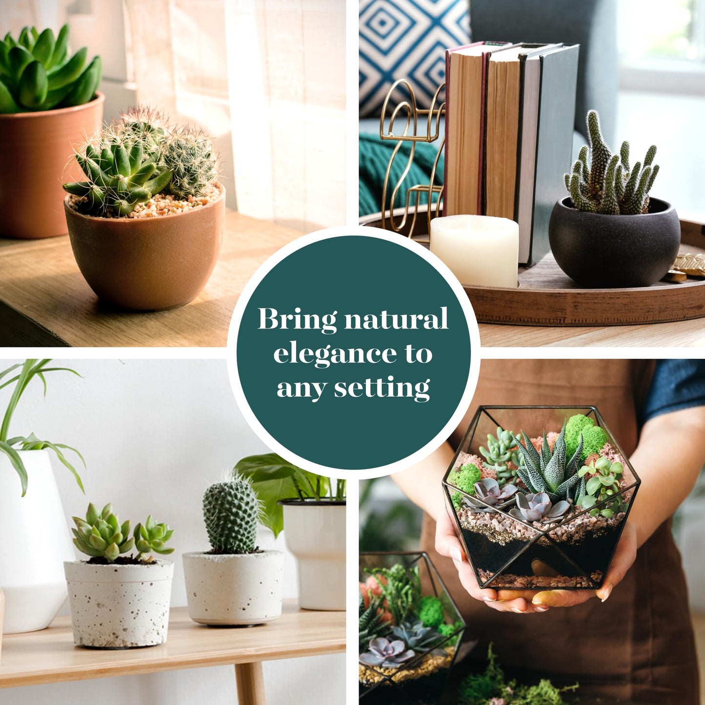 Shop Succulents Premium Live Mini Cactus and Succulent Plants in 2" Pots, Easy Care Indoor or Outdoor Gardening, Terrariums, Favors, & Contemporary Spaces with Hardy, Resilient Varieties, Pack of 5