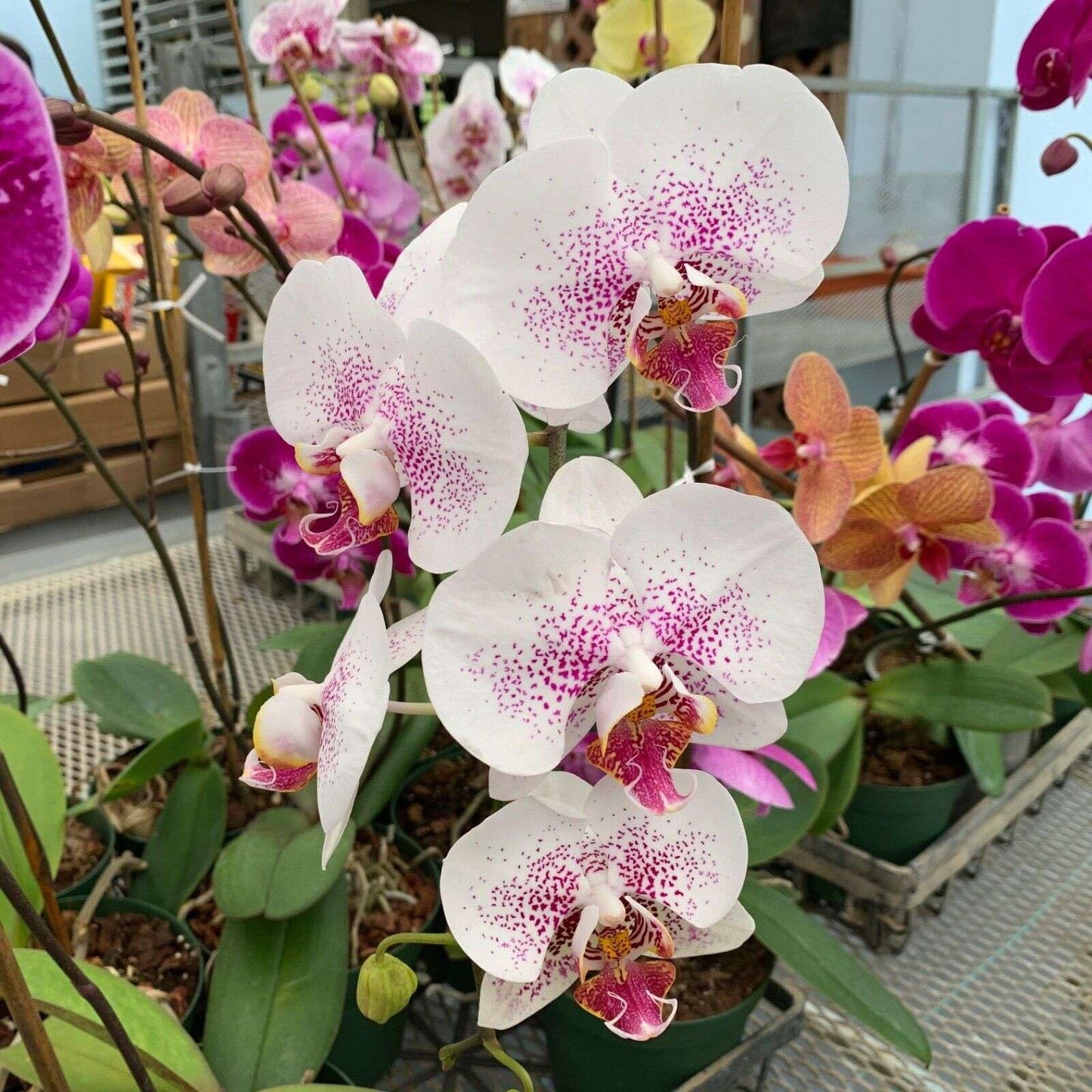 Live Plant - Moon Orchids (Phalaenopsis Amabilis) Live Plant 12β³ Inches
