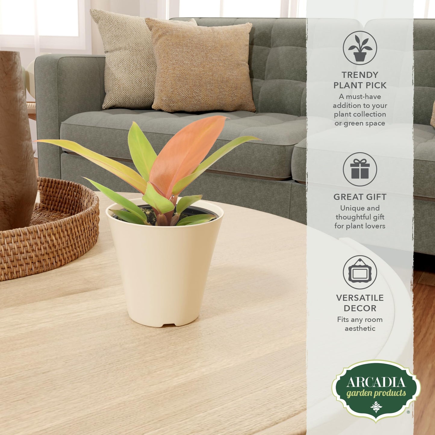 Arcadia Garden Products Live Prince of Orange Philodendron Rare Indoor Houseplant in Plastic Pot, Tropical Plant Collector Gift for Home and Garden Decor, 4-inch, Beige