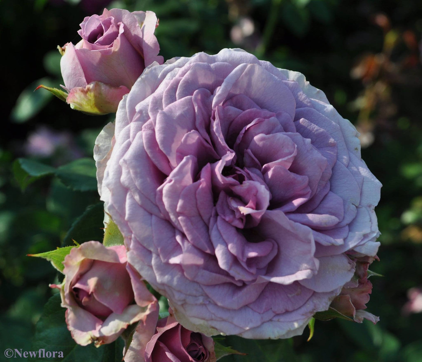 Arborose Quicksilver Climbing Rose Bush - Fragrant Purple Lavender Flowers, Own Root Live Plant, 1.5 Gallon Potted, Hardy Zones 5-9, Repeat Blooming, Stargazer Perennials