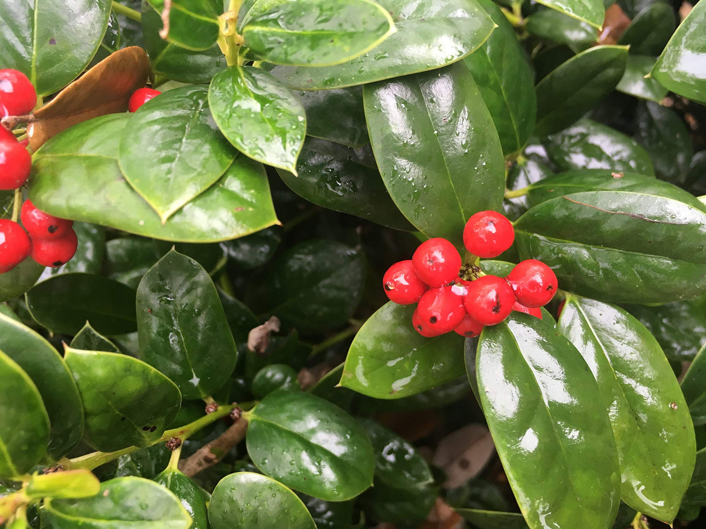 Dwarf Burford Holly ā Compact Evergreen Shrub with Glossy Green Leaves and Red Winter Berries ā Low Maintenance Landscape Plant for Borders, Hedges & Gardens ā Live Plant (Liner/Starter Plant)