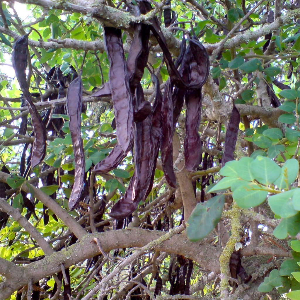 Palm Beach Medicinal Herbs - Carob Tree (Ceratonia Siliqua) - Packet of 10 Seeds