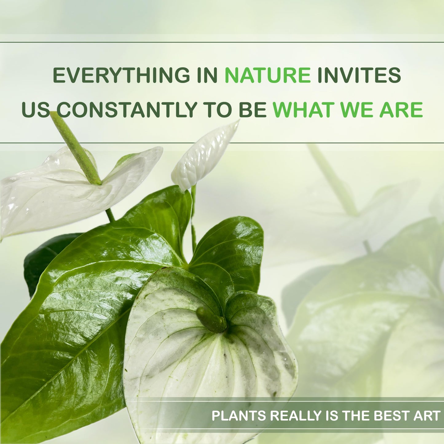 LEAL PLANTS ECUADOR Anthurium Andraeanum White Green Live Plant (Pack of 2) Easy Care, Air-Purifying Indoor Plant for Wellness & Home Decor, Office Desk, Unique Sustainable Gift