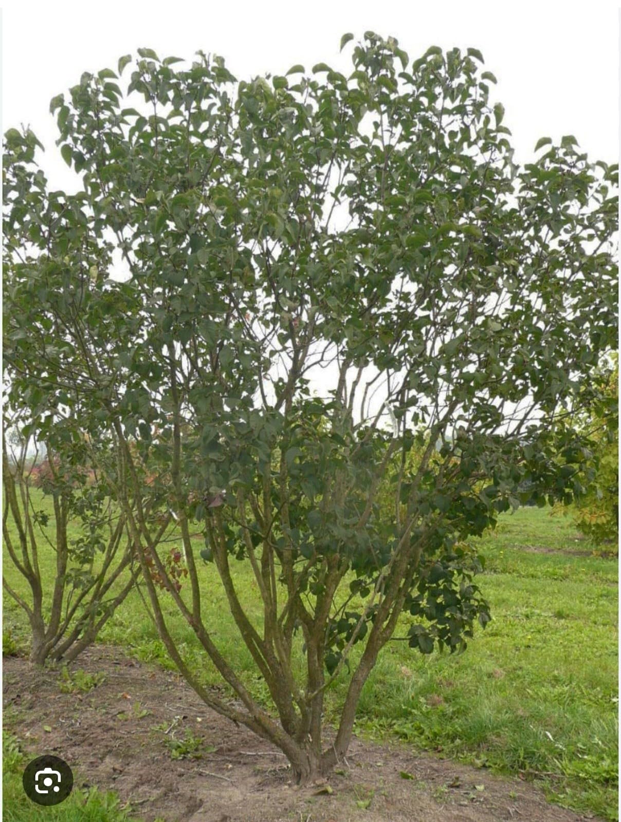Live Plant - Congo LilacSyringa VulgarisSmall Well Rooted Starter Plant4-8โ Tall