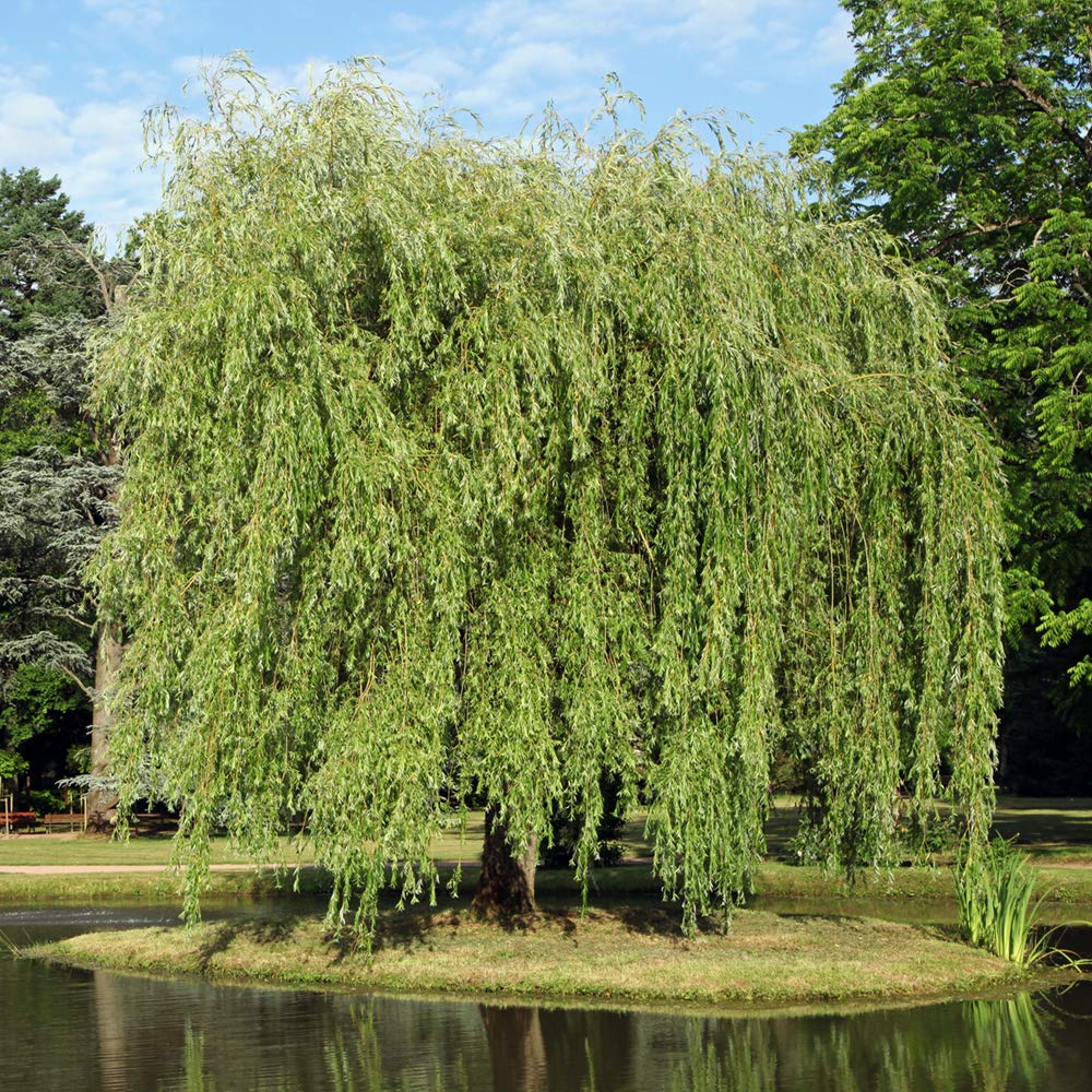 Weeping Willow 5-6'