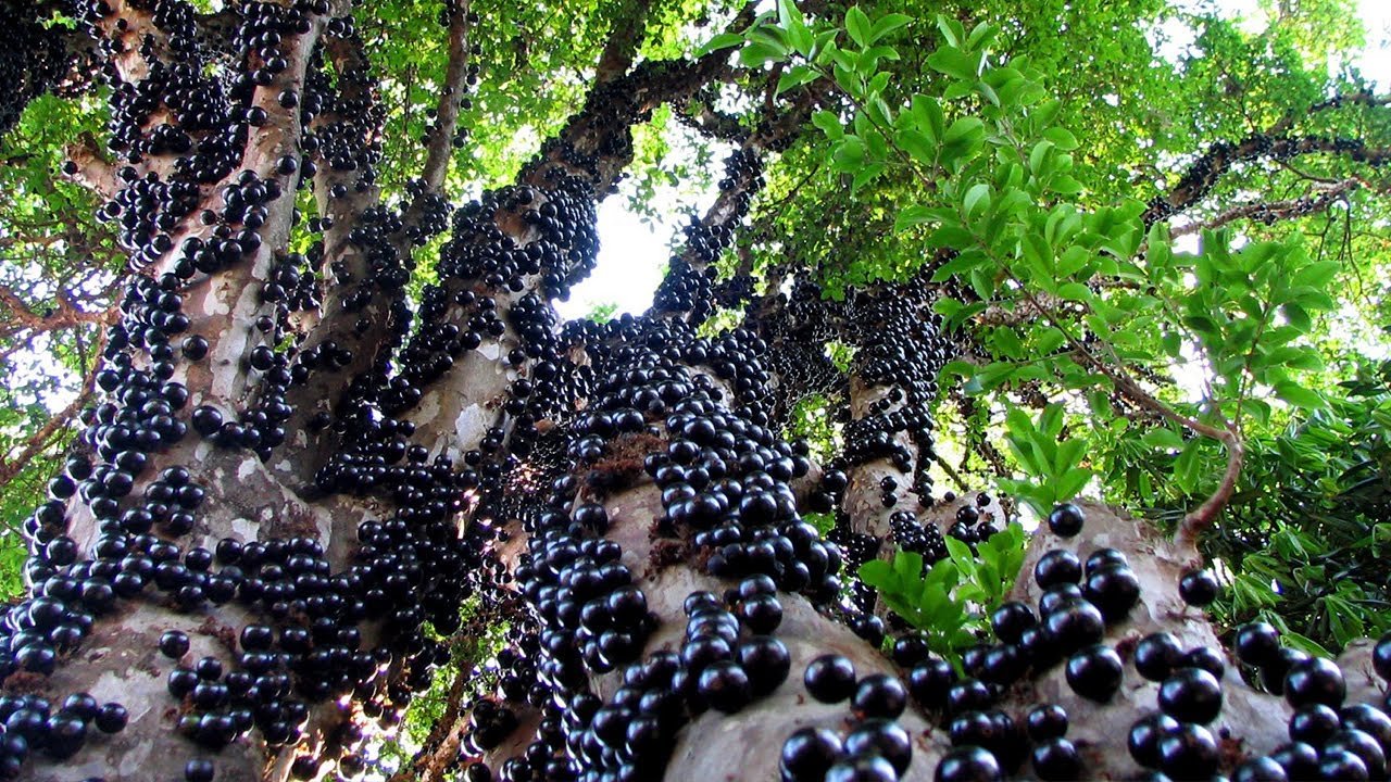 Live Jaboticaba Tree – 1 Foot Tall – Unique Tropical Fruit Tree with Sweet, Grape-Like Berries – Brazilian Grape - Ideal for Outdoor Garden & Patio
