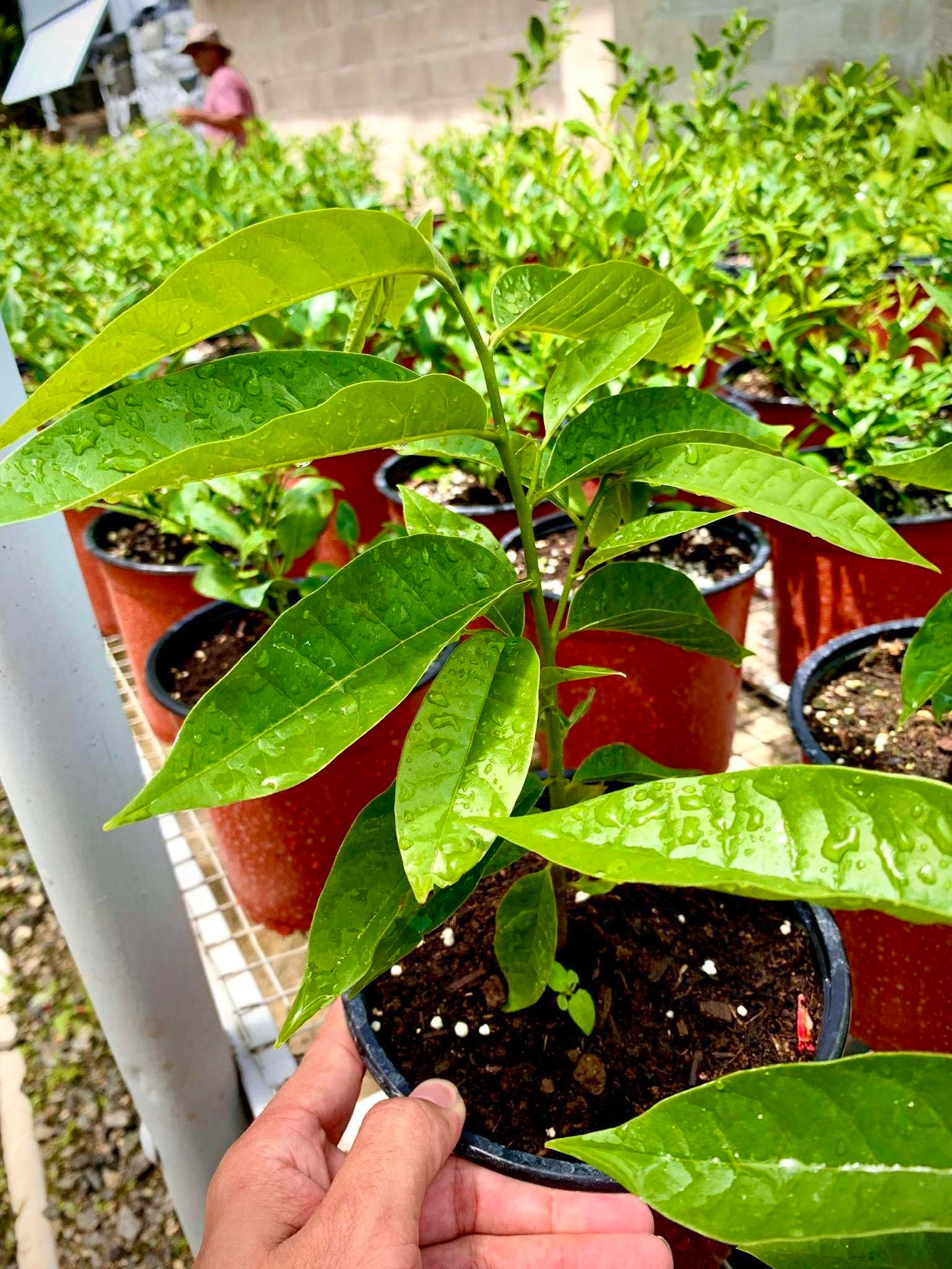 Live Plant - Custard Apple (Annona Squamosa) Tropical Fruit Tree 10β-20β