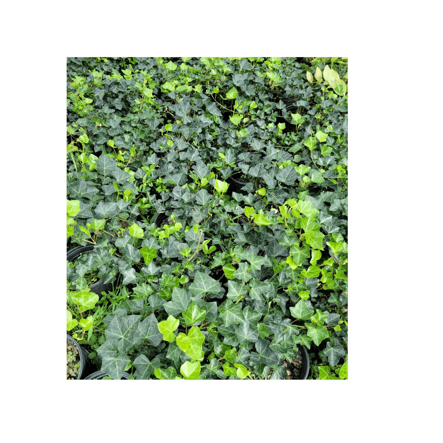 English Ivy Hardy Groundcover/Climbing Vine 50 Plants 2" Pots