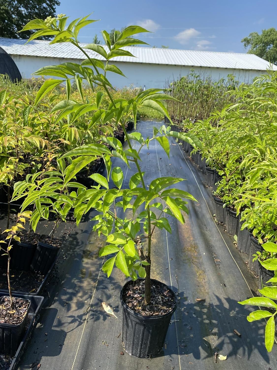 Live Plant - American Elderberry Shrub - 24-36" Tall Live Plant, Gal Pot, Sambucus Canadensis