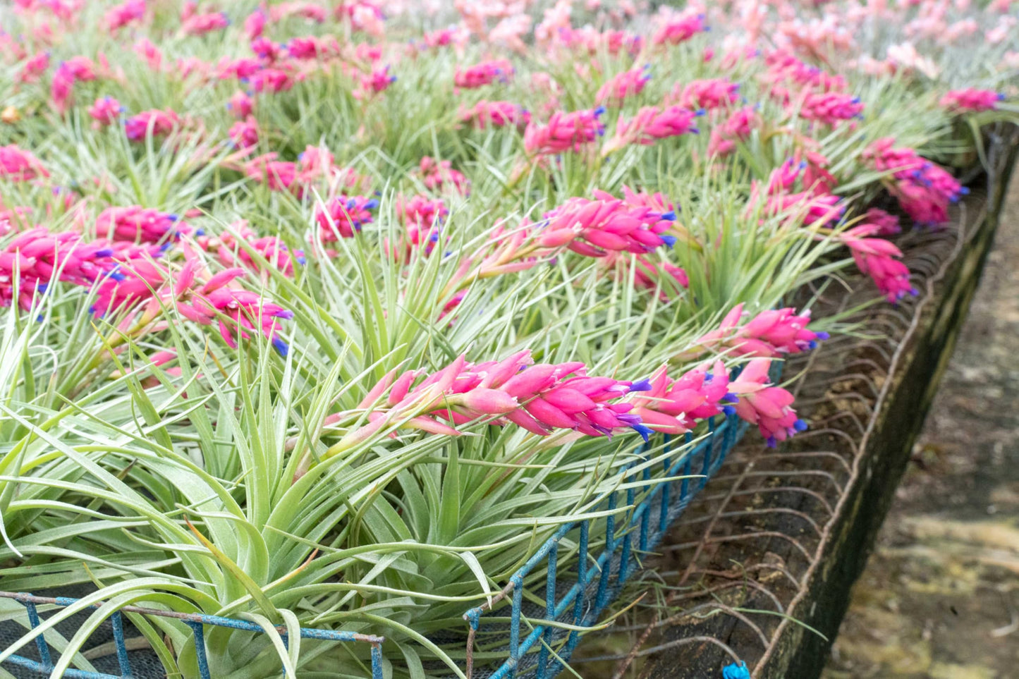 (Pack of 3) Tillandsia Stricta Aeranthos Hybrid Air Plants - Blooms Vary Due to Seasonality - Wholesale and Bulk - Succulents - Live Tillandsia - Easy Care House Plants by Air Plant Shop