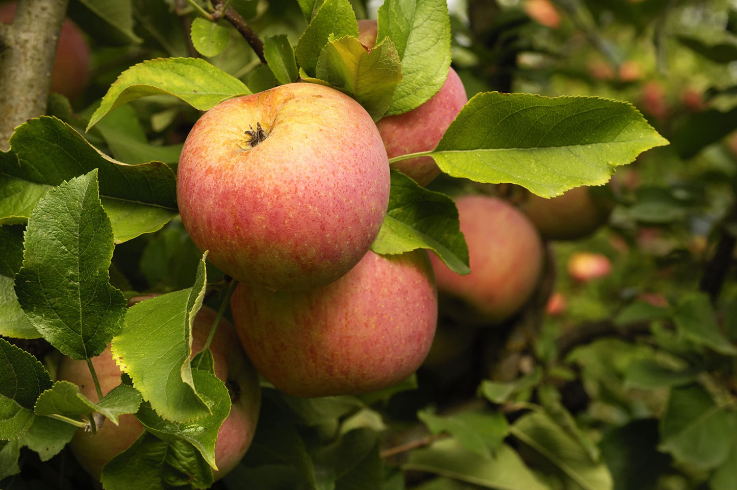 TriStar Plants - Fuji Apple Tree - 1 Gallon Pot - Semi Dwarf, Full Sun, Fruit Bearing, Edible, Cold Hardy, Heat Tolerant, Self Fertile, Red Apple