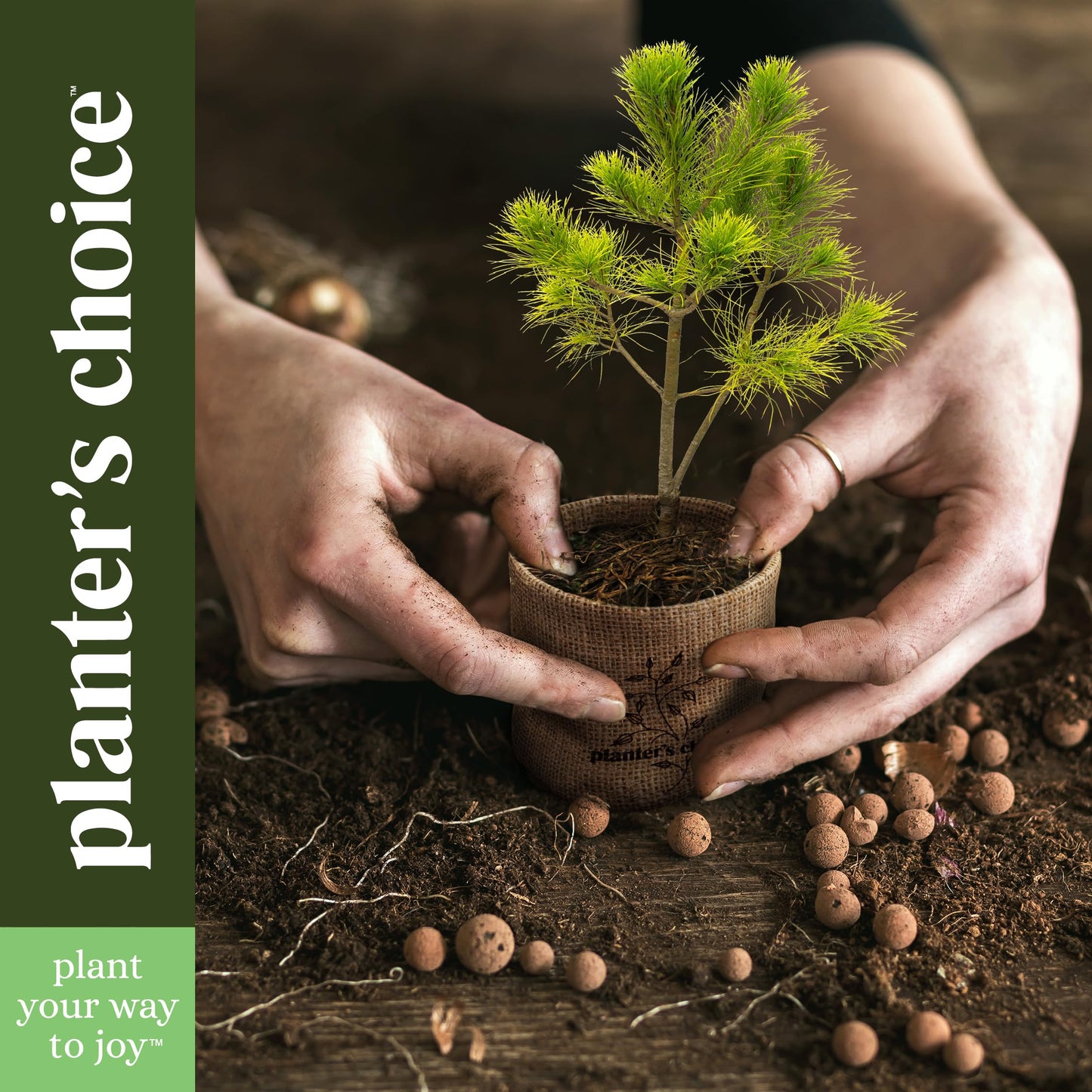 Planter's Choice Bonsai Tree Starter Kit - Mothers Day Gifts for Women, Men - Birthday Gifts for Adults - Indoor Live House Plants - DIY for Adults Craft Kits - Unique Hobby Gift Gardening Lovers