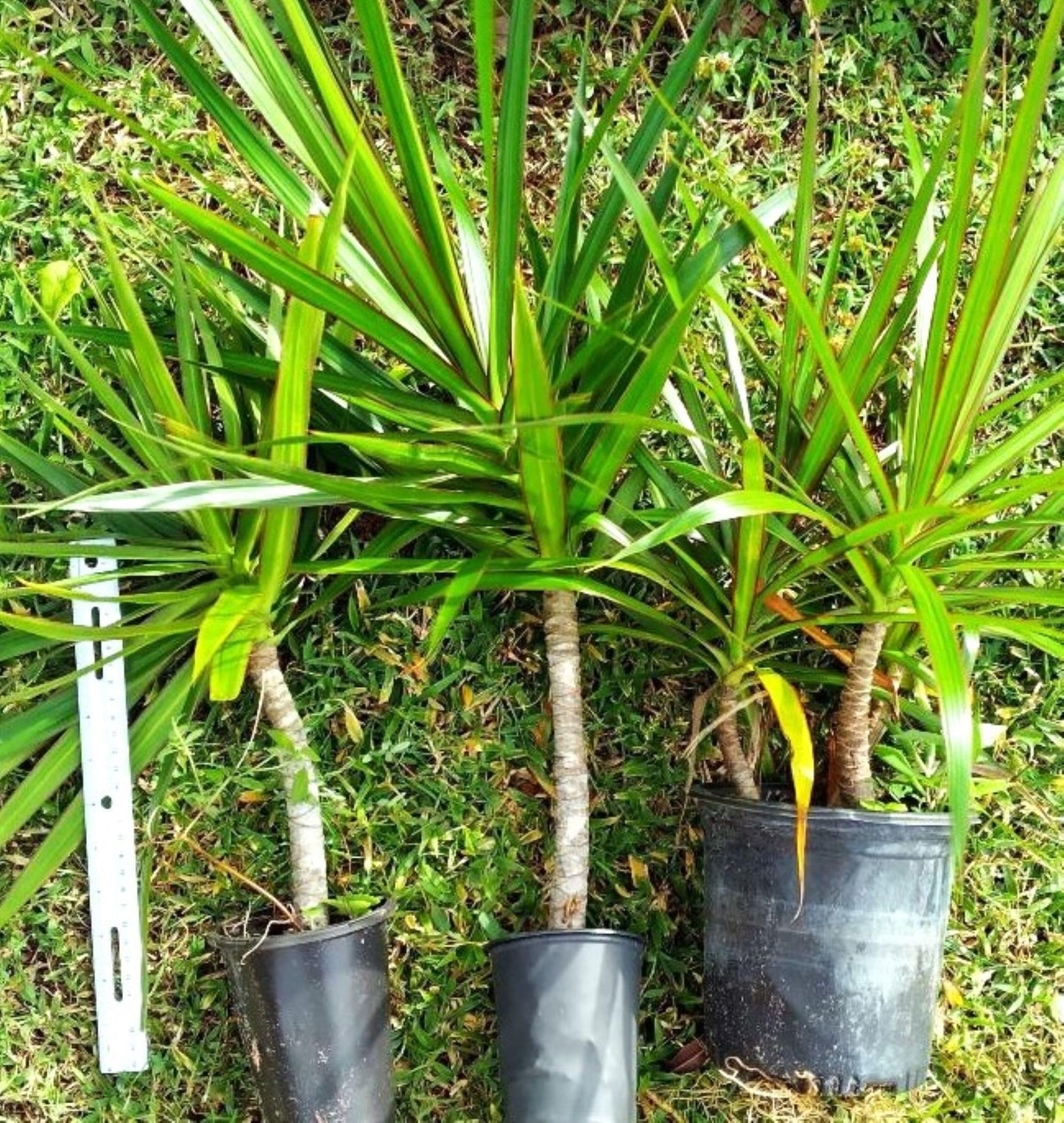 Madagascar Dragon Tree Green/Red Bi‑Color Live 12" Rooted Houseplant – Easy Indoor Air‑Purifying