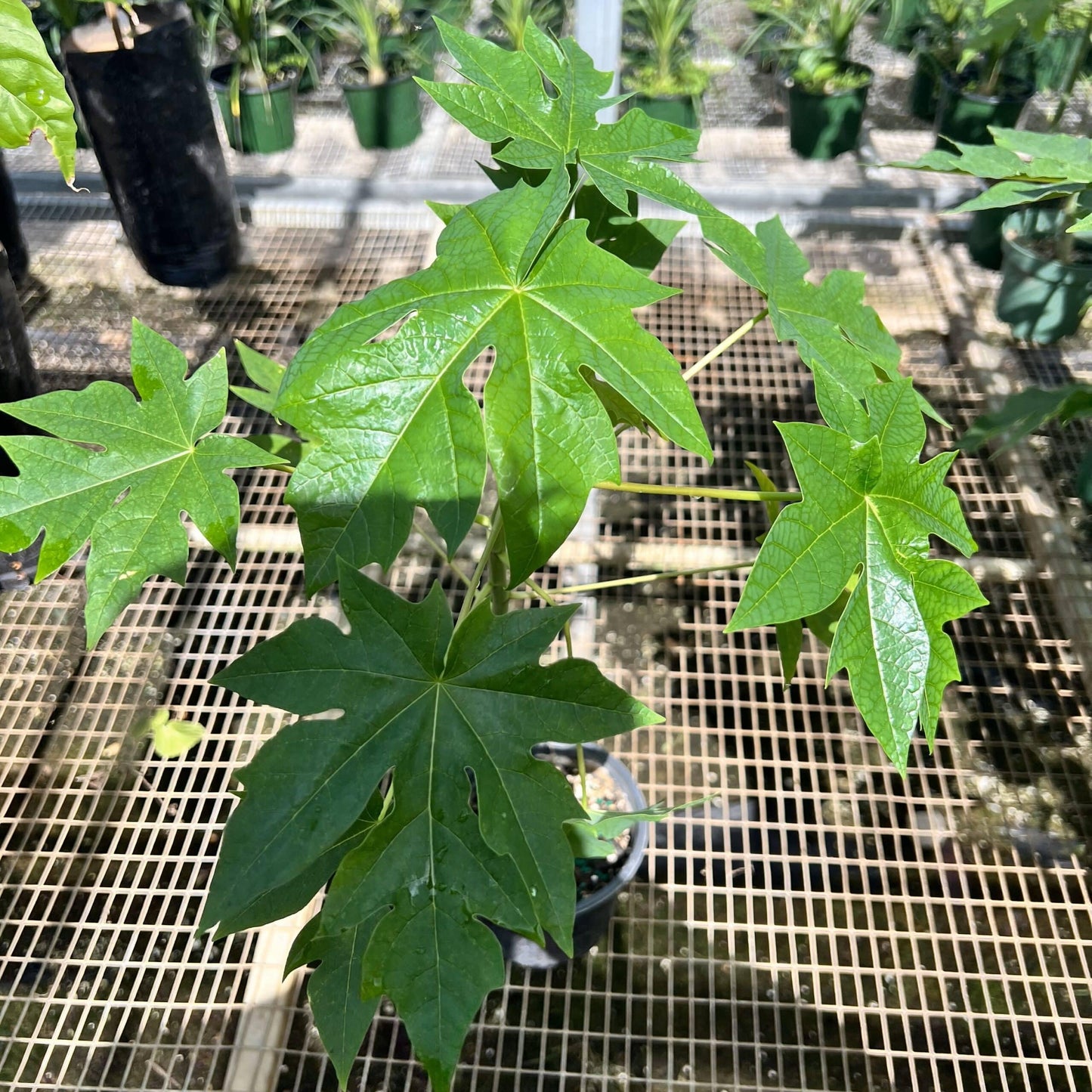 Live Plant - Papaya (Carica Papaya) Live Fruit Tree 1β-2β