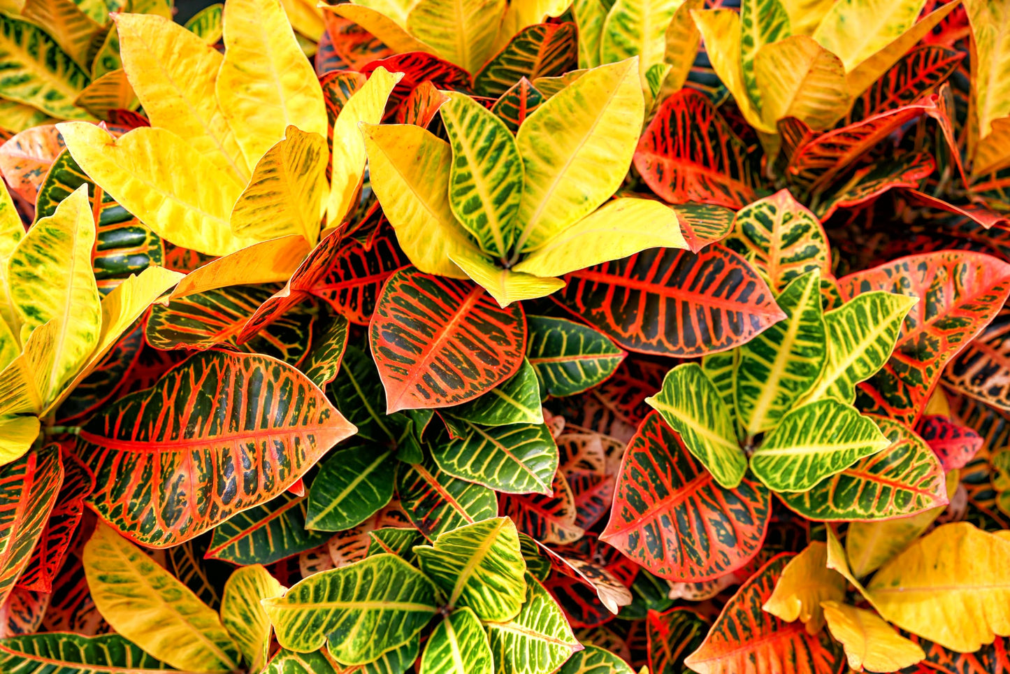 American Plant Exchange Live Petra Croton Plant, Plant Pot for Home and Garden Decor, 10" Pot