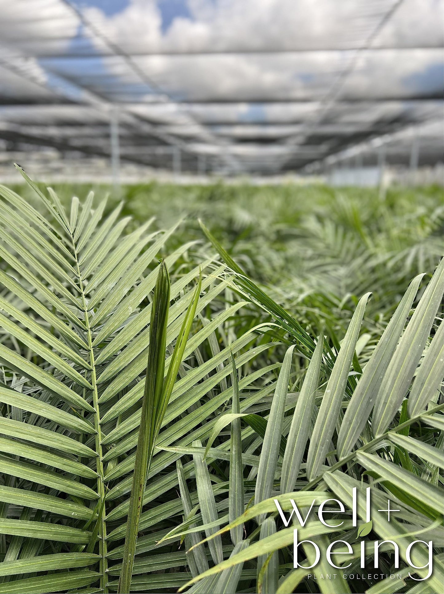 Nature's Way Farms Majesty Palm Live Plant, Indoor and Outdoor Palm Tree, in Growers Pot, Tropical Houseplant, Decor for Your Patio, Balcony, Home or Office 3-4 Feet Tall