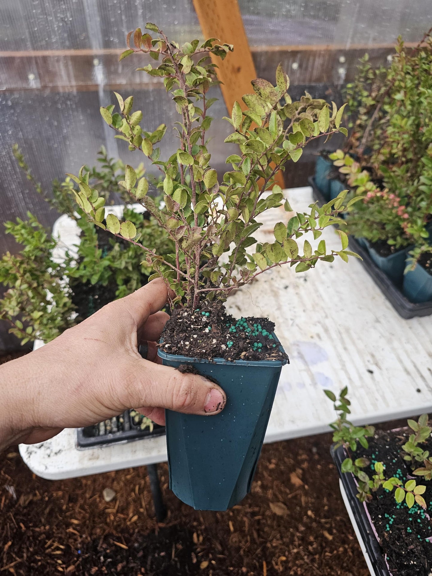 Live VACCINUM OVATUM Evergreen Huckleberry Shrub Plants, 2 Count, Outdoor, Full Sun, Well-Draining Soil (2, Large)