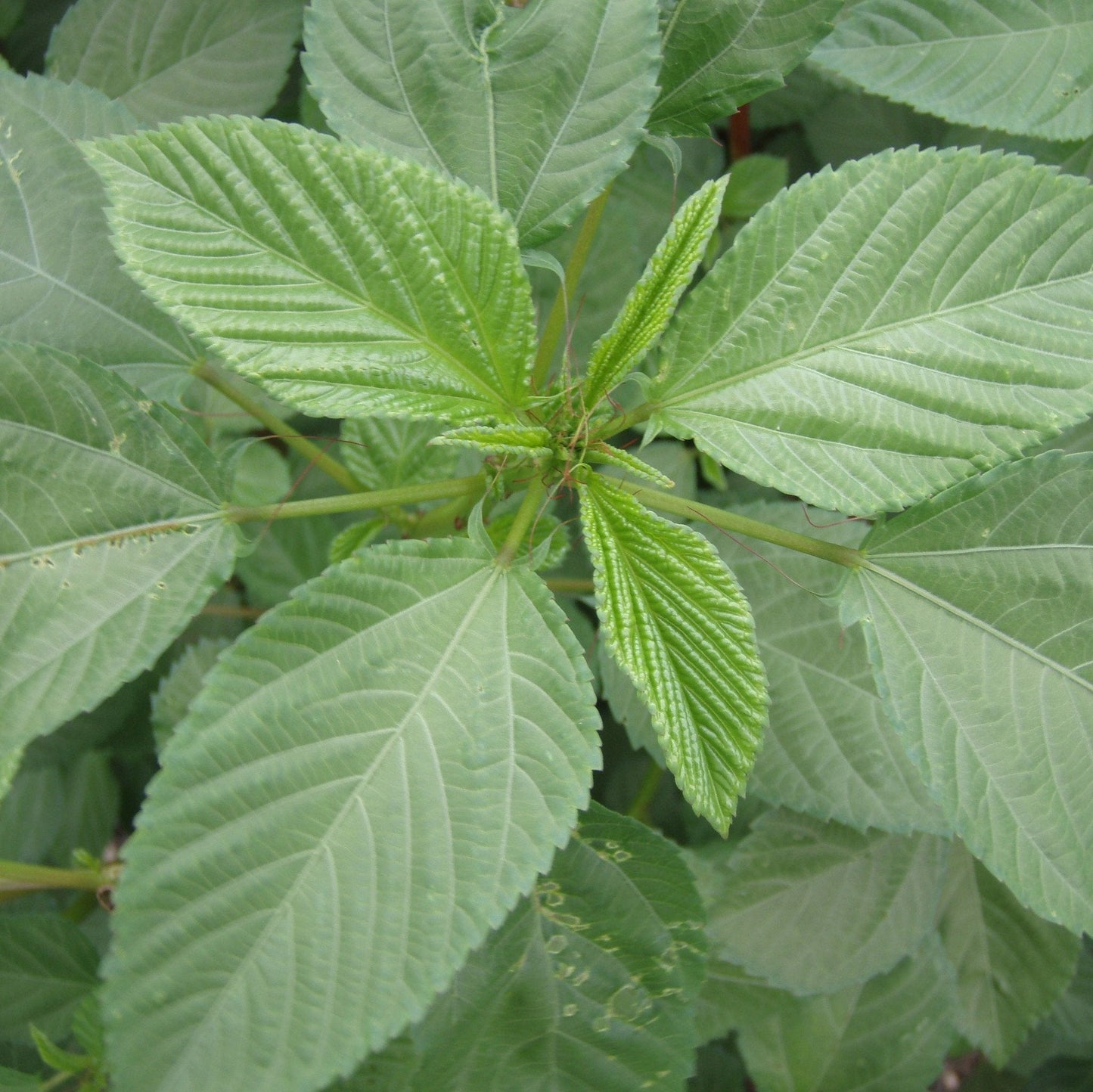 Palm Beach Medicinal Herbs - Molokhia (Corchorus olitorius) - Packet of 10 Seeds