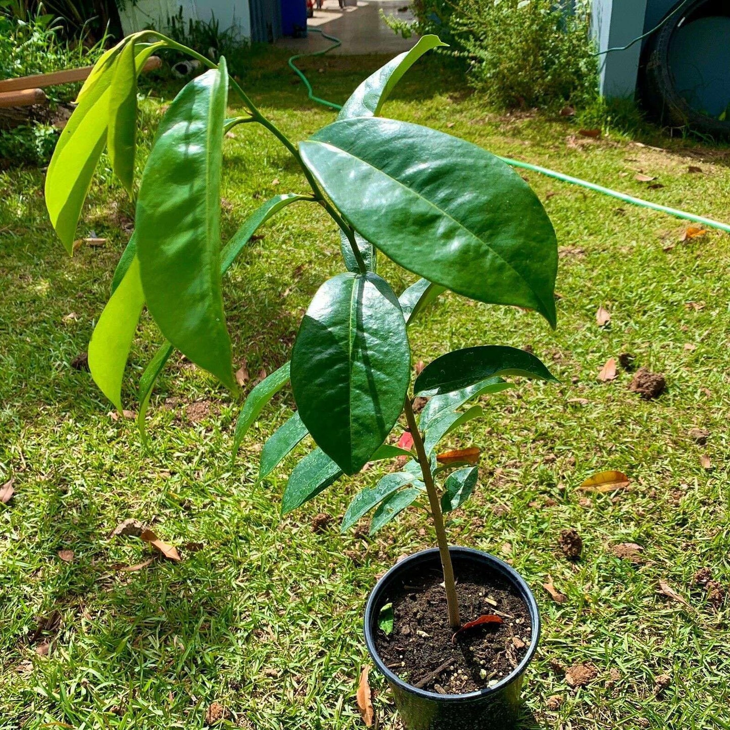 Live Plant - Golden Yellow Soursop (Annona muricata) Live Fruit Tree 1β-2β feet Tall