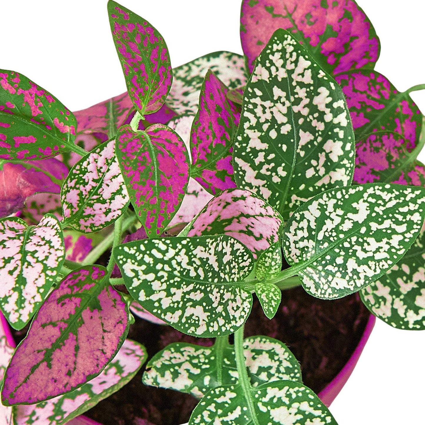 4 Pack Hypoestes 'Polka Dot' in 4in Pot - Live Tropical Houseplant - Easy to Grow | Variegated | USA Growers | The Snobby Leaf