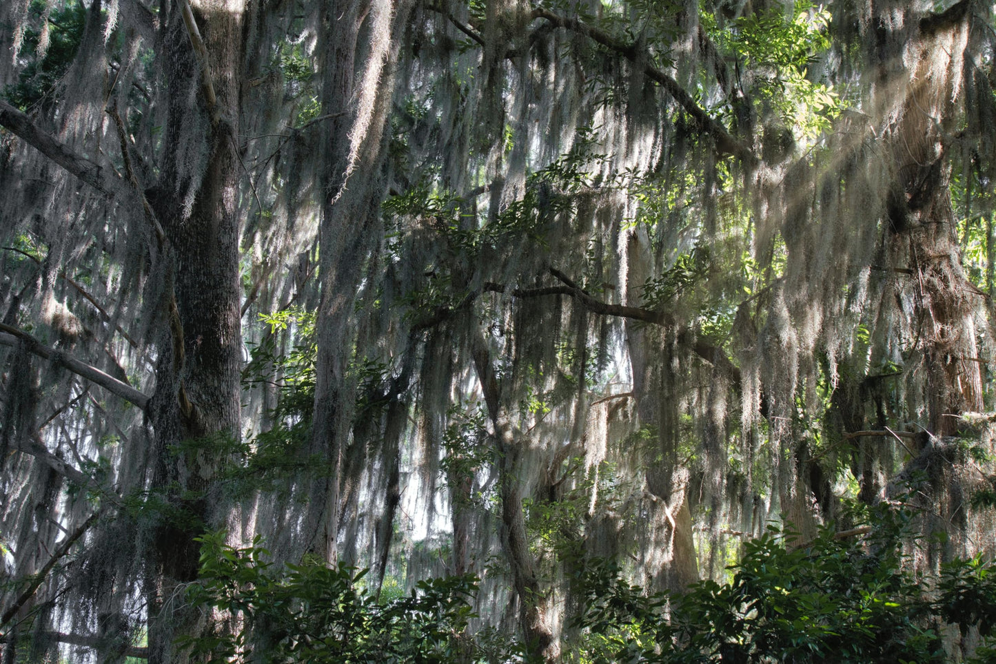 ragnaroc Tillandsia Usneoides ‘Thick-Colombian Spanish Moss’ - ragnaroc Indoor Tropical Plant 16” / 3 oz - Live Arrival Guaranteed - Live Air Plant & House Plants for Home Decor & Gift