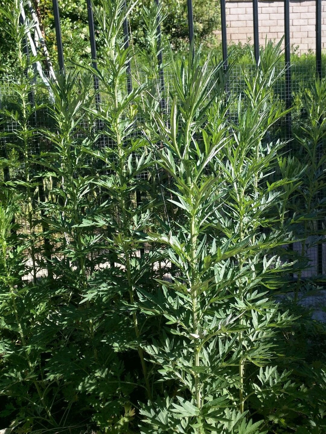 Live Plant Mugwort / Artemisia Argyi / Silvery Wormwood Herb 艾草 Ngải cứu