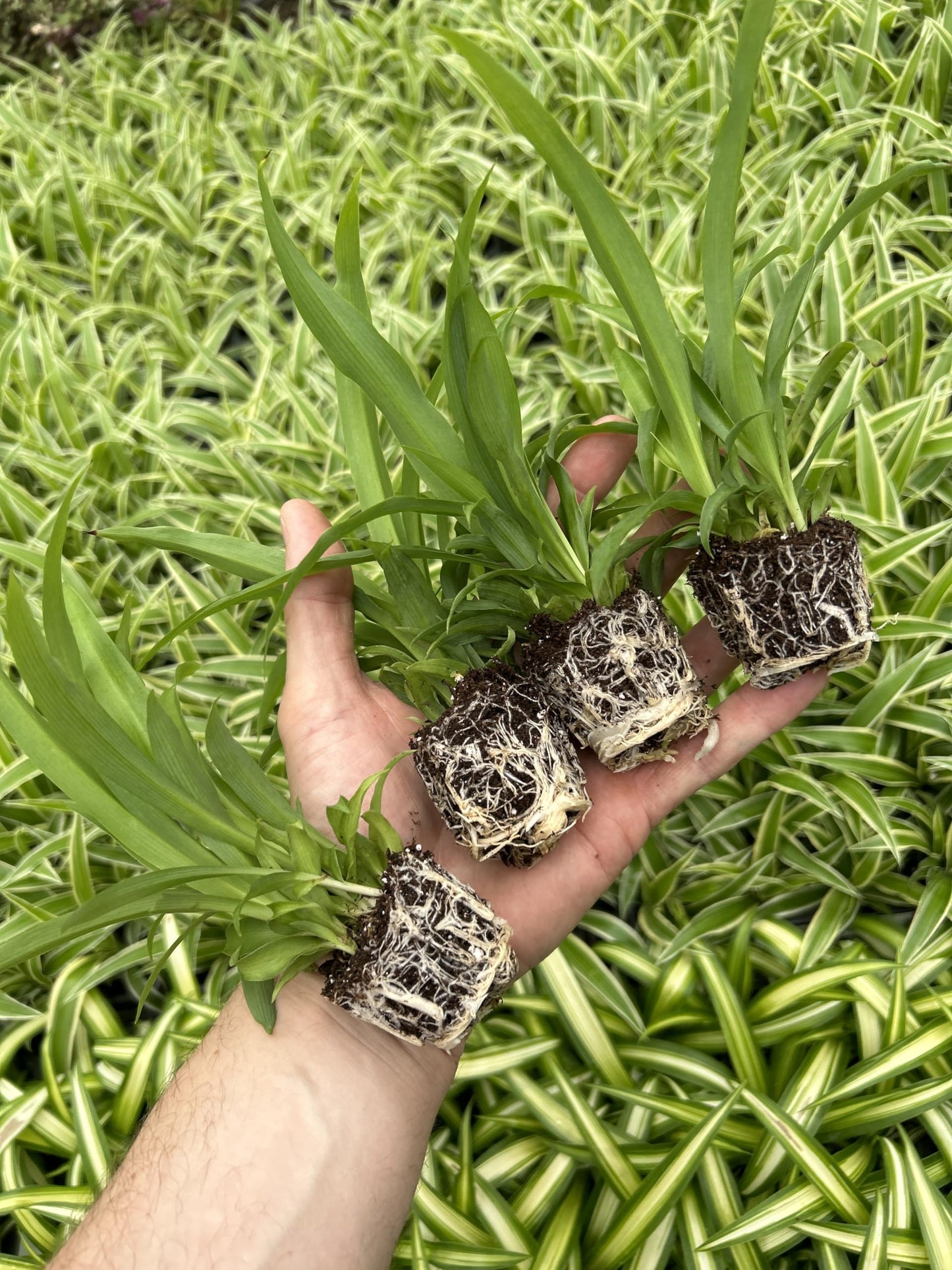 Generic 4 Green Ocean Spider Plants ~ Live Starter Plants ~ Perfect for Home Garden and Office, Purple