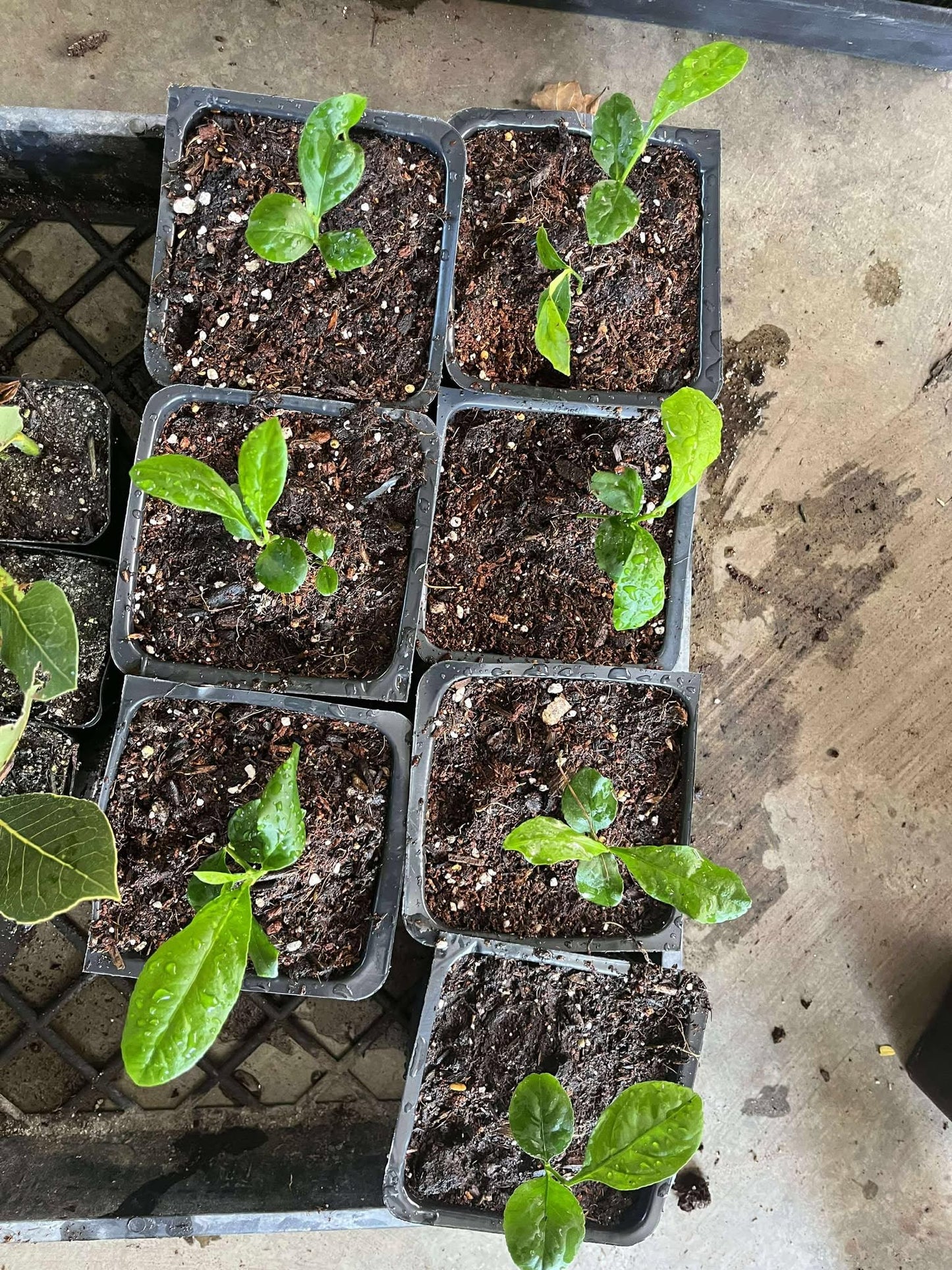 4 Months Old Meyer Lemon Tree Live Plant Seedling Potted, Starter Plant 2 to 3 Inch Tall, Tropical Fruit Outdoor Plant Zones 5-9, Yellow Lemon Lime, Very Hardy, Fragrant Citrus
