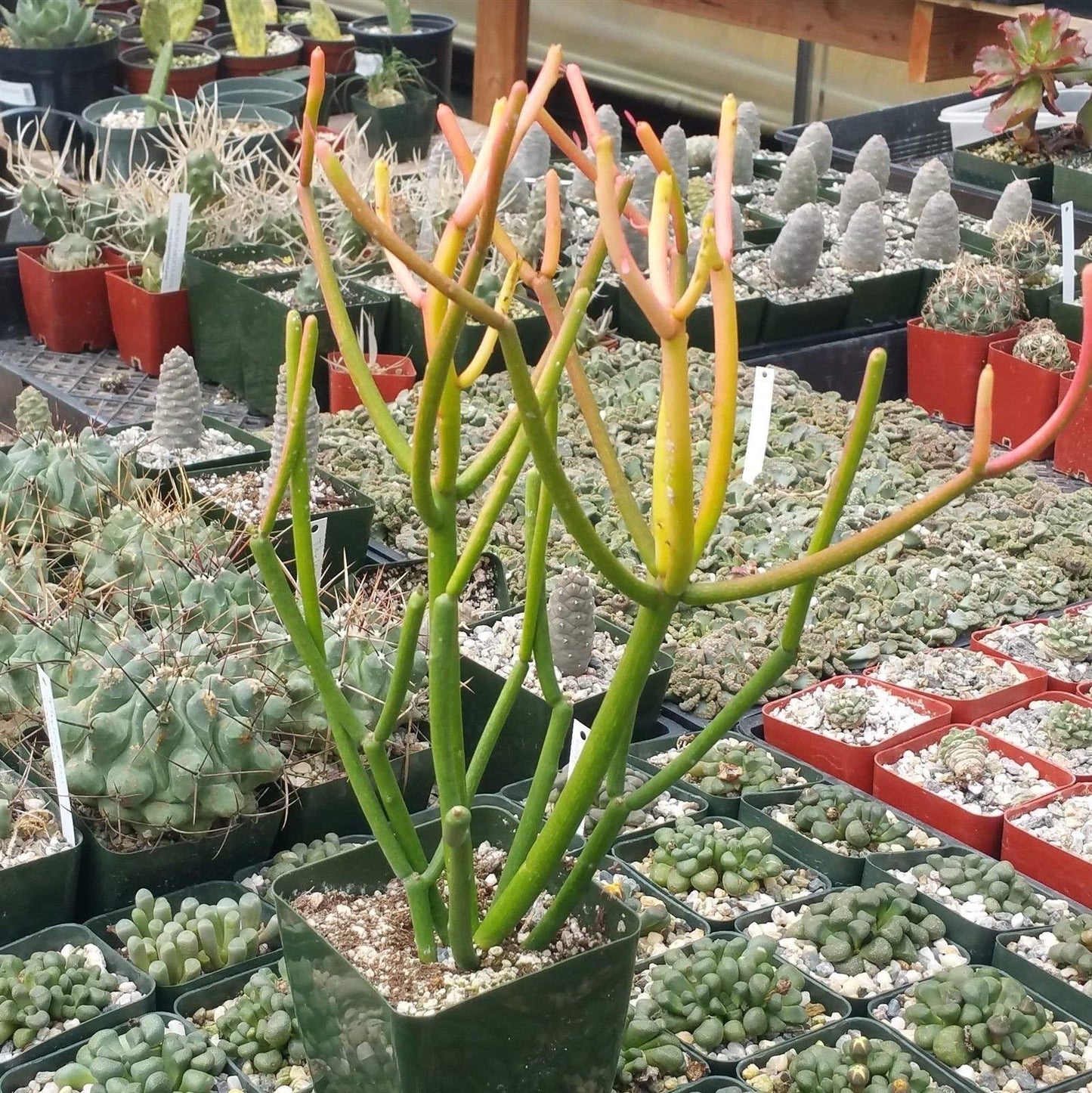 Pencil Cactus - 3 Live Plants in 4 Inch Pots - Euphorbia Tirucalli - Beautiful Indoor Succulent Houseplant