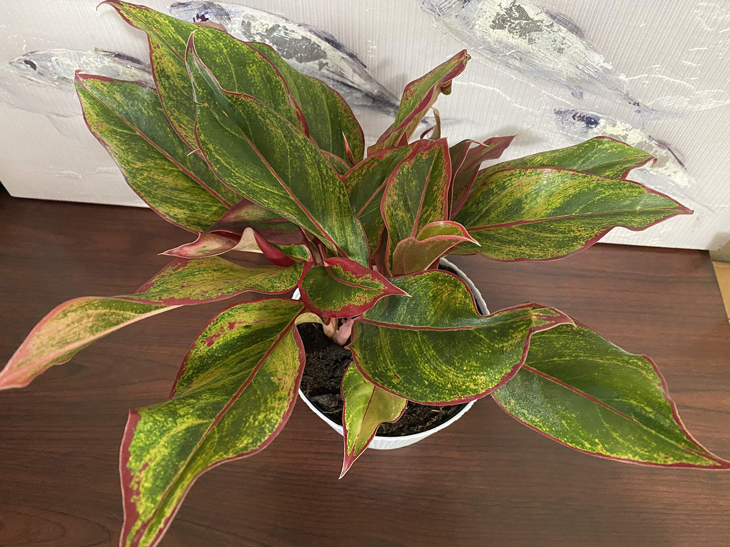 Waterbourn Aglaonema Red Chinese Evergreen Live Indoor House Plant 6inch (1.4qt) Pot