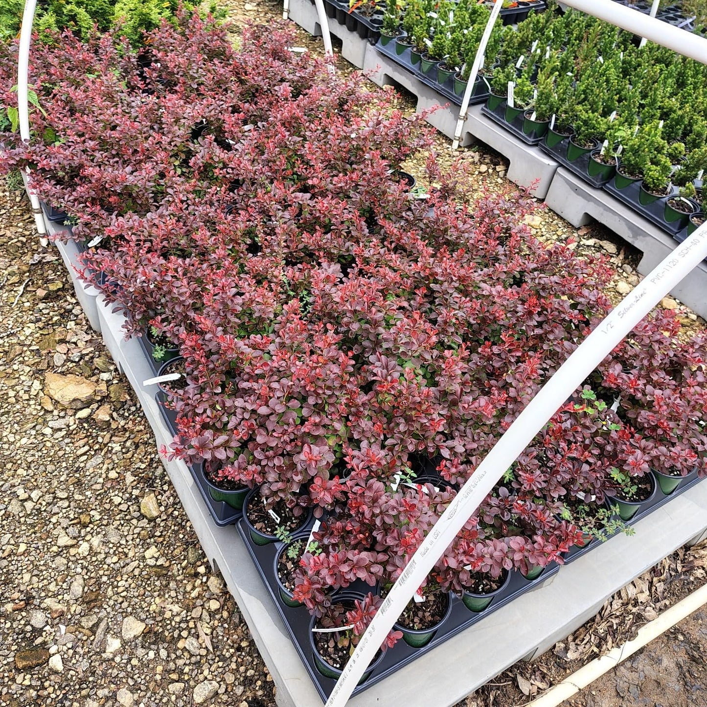 Live Plant - Crimson Pygmy Dwarf Barberry