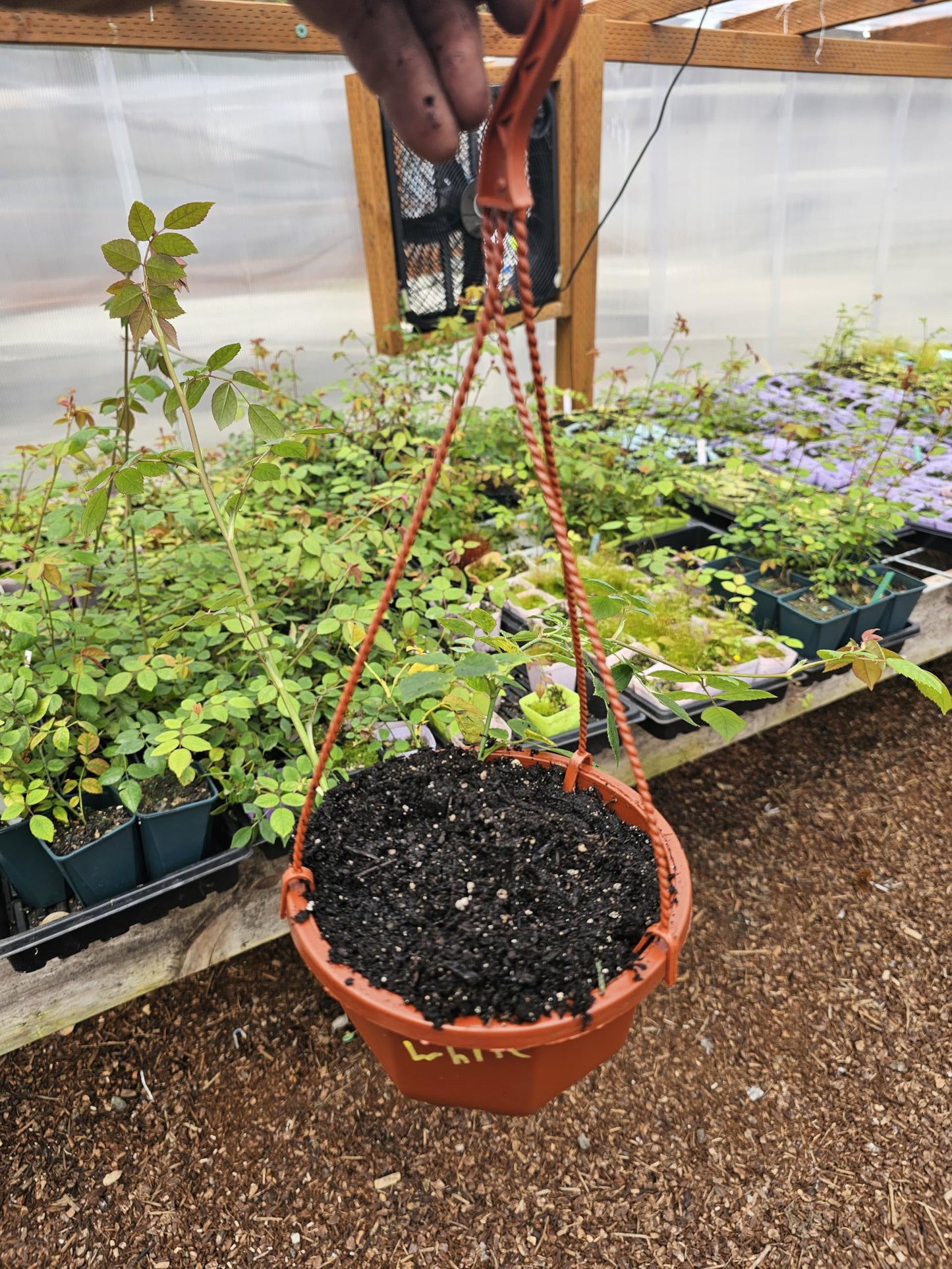 7x7 Hanging Basket of Live HOT Pink Climbing Rose, Well Rooted, Very Healthy.