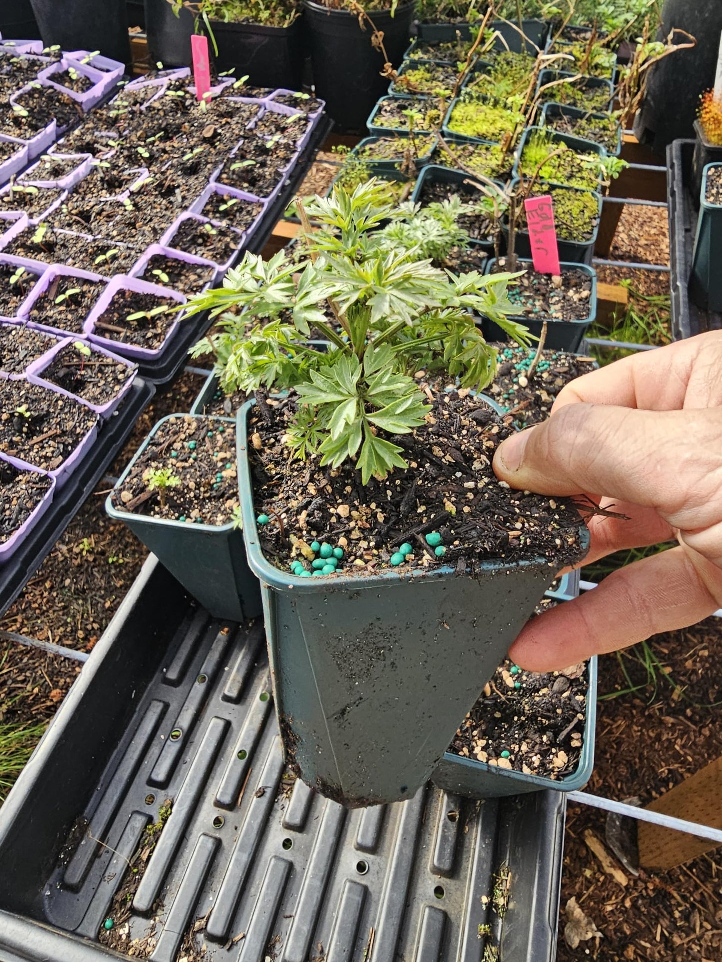 Live Golden Tower Elderberry Tree Sapling, 4" Potted Plant Edible Black Berries