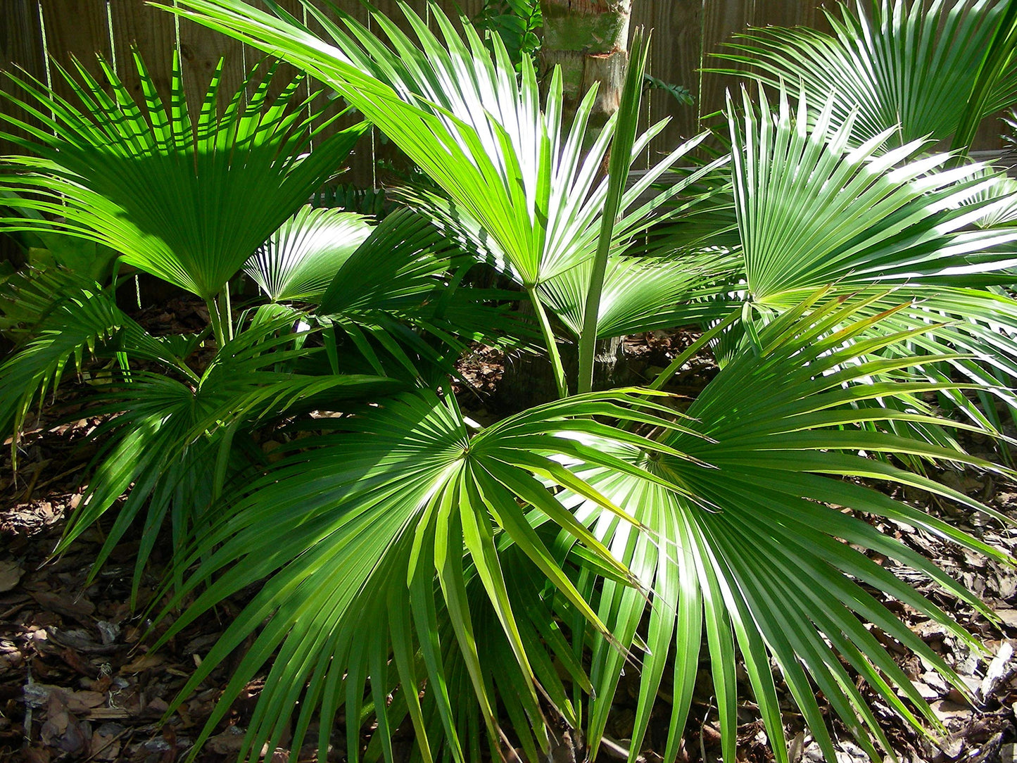 Chinese Fan Palm - Live Plant in an 10 Inch Growers Pot - Livistona Chinensis - Beautiful Clean Air Indoor Outdoor Houseplant