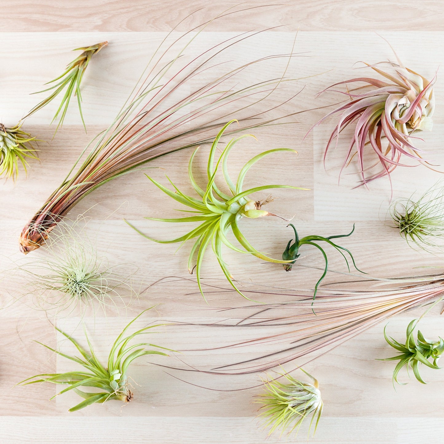Easy to Grow Tillandsia Air Plants Assorted Variety 5 Pack - Humidity Loving Shade Plants or Houseplants