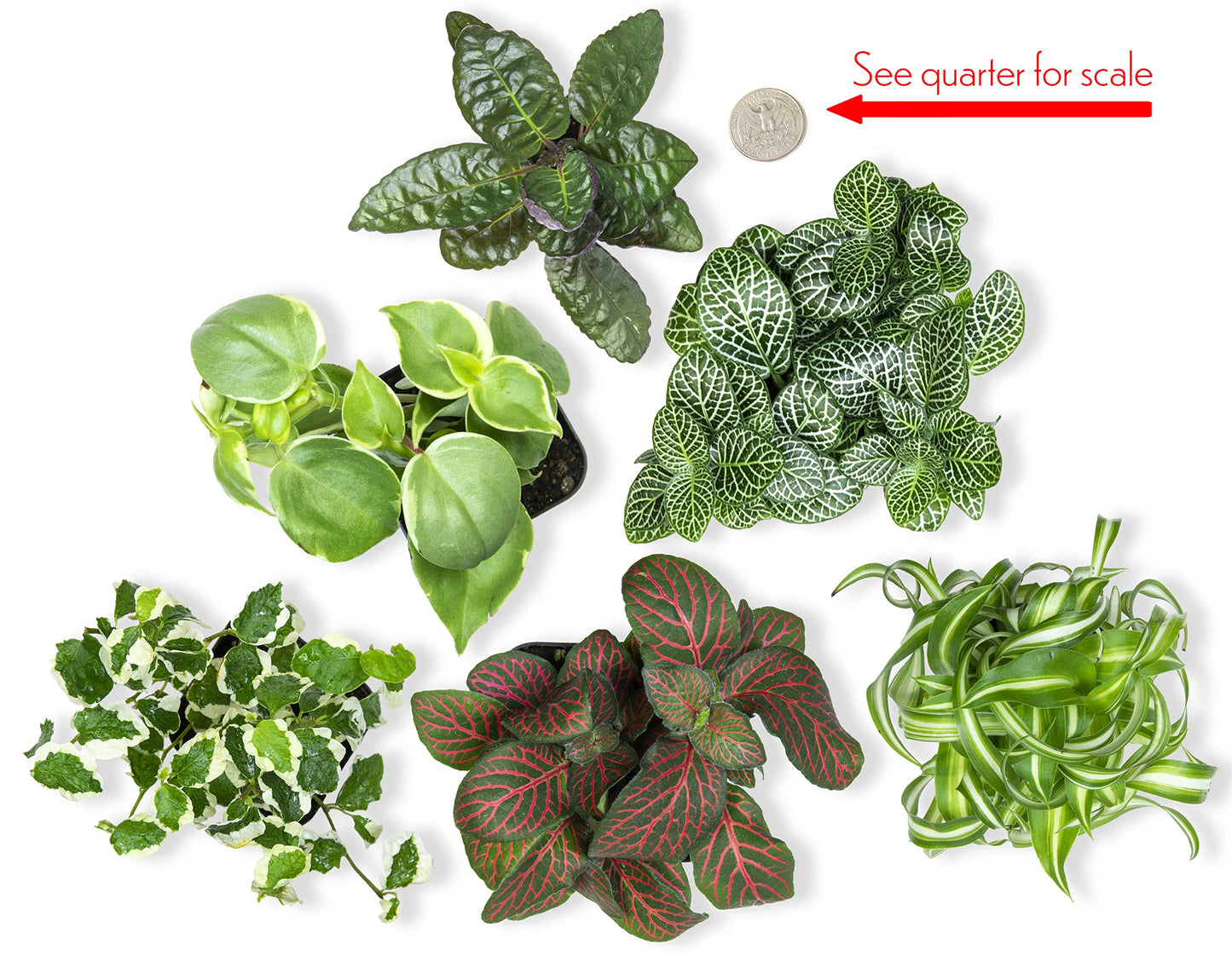 Easy to Grow Houseplants (48 Pack) Live House Plants in Plant Containers, Growers & Easy to Grow Houseplants (Pack of 6), Live House Plants in Containers, Growers Choice Plant Set in Planters