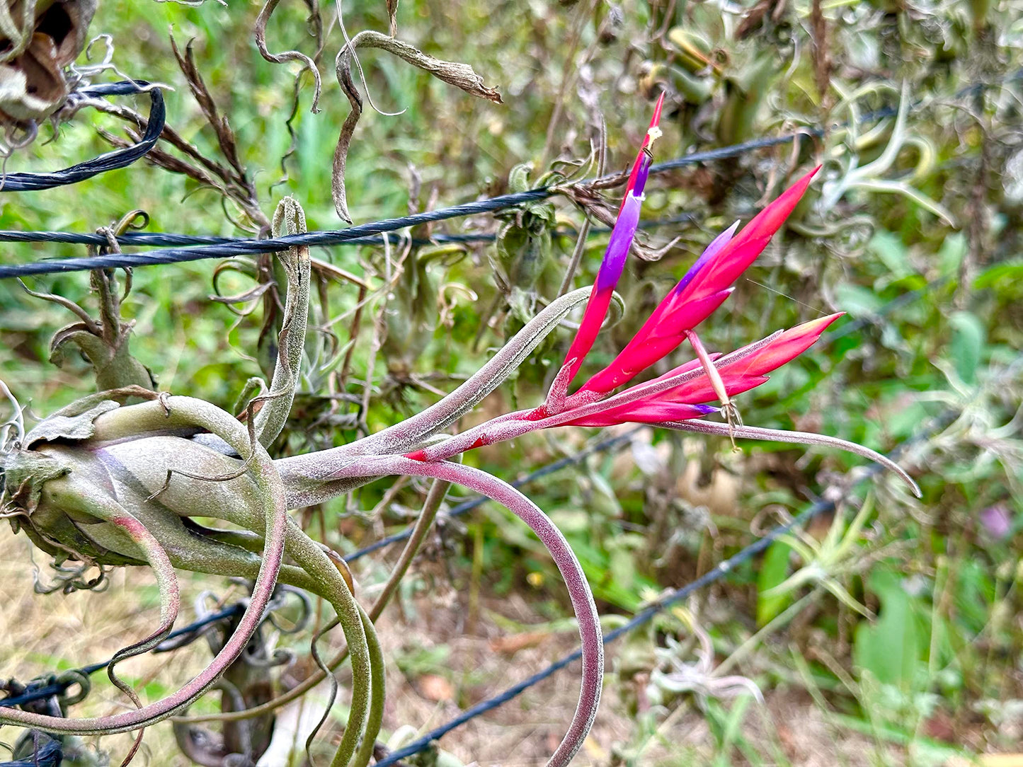 ragnaroc Air Plants - Flowering Tillandsia Caput Medusae, Large 5-7" - 1ct - Live Arrival Guaranteed - House Plants for Home Decor & Gift