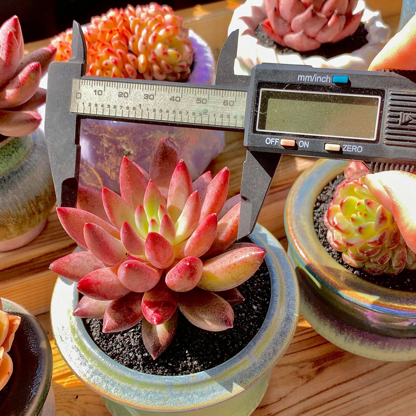 Generic Echeveria Cherry Rare Live Succulent Plants, 1 Head Pot Size 2"" Pink Live Plant, Excludes Pot & Soil, Garden Indoor Office Desk, Wedding Party Baby Shower Decor, Gift for Plant Enthusiasts