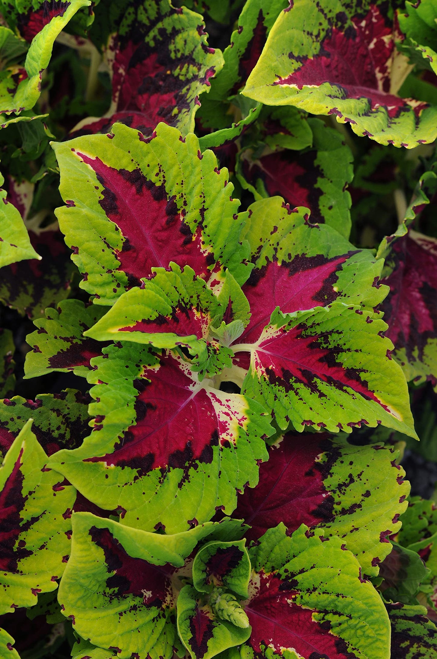 Live Coleus Plant, Shade Loving Outdoor Plants for Spring, Easy to Grow, Real Tender Perennial or Annual, Fast Growing, Great for Garden Containers, Unique Foliage