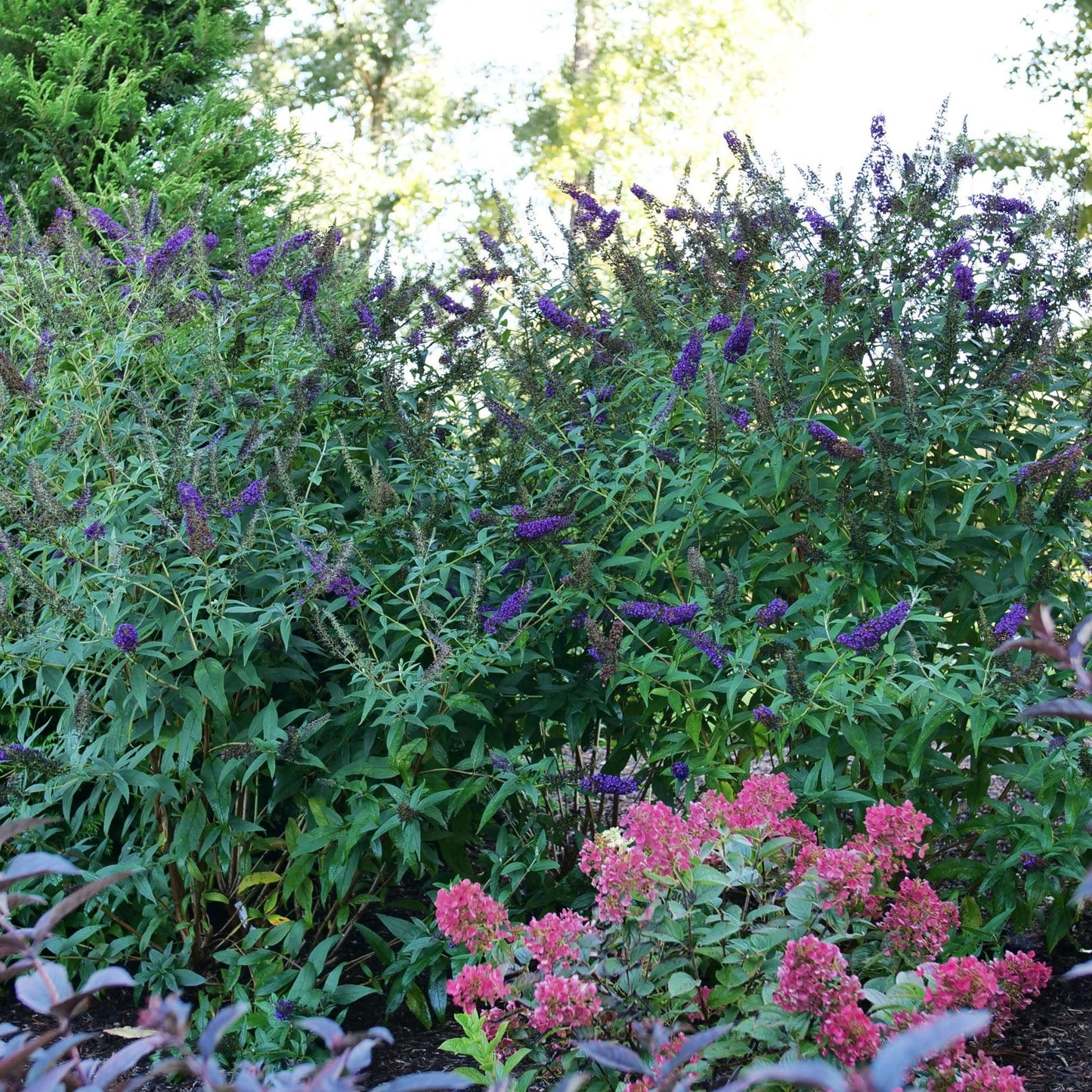 Proven Winners Darkest Night Butterfly Bush (Buddleia x) Live Plant, 4.5" Qt